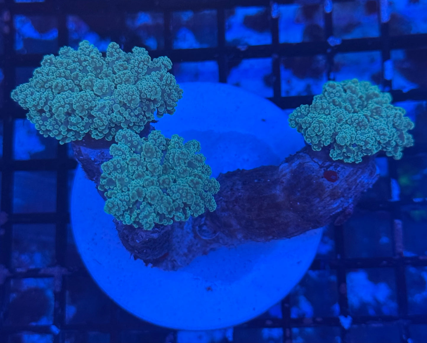 Octo (C31)