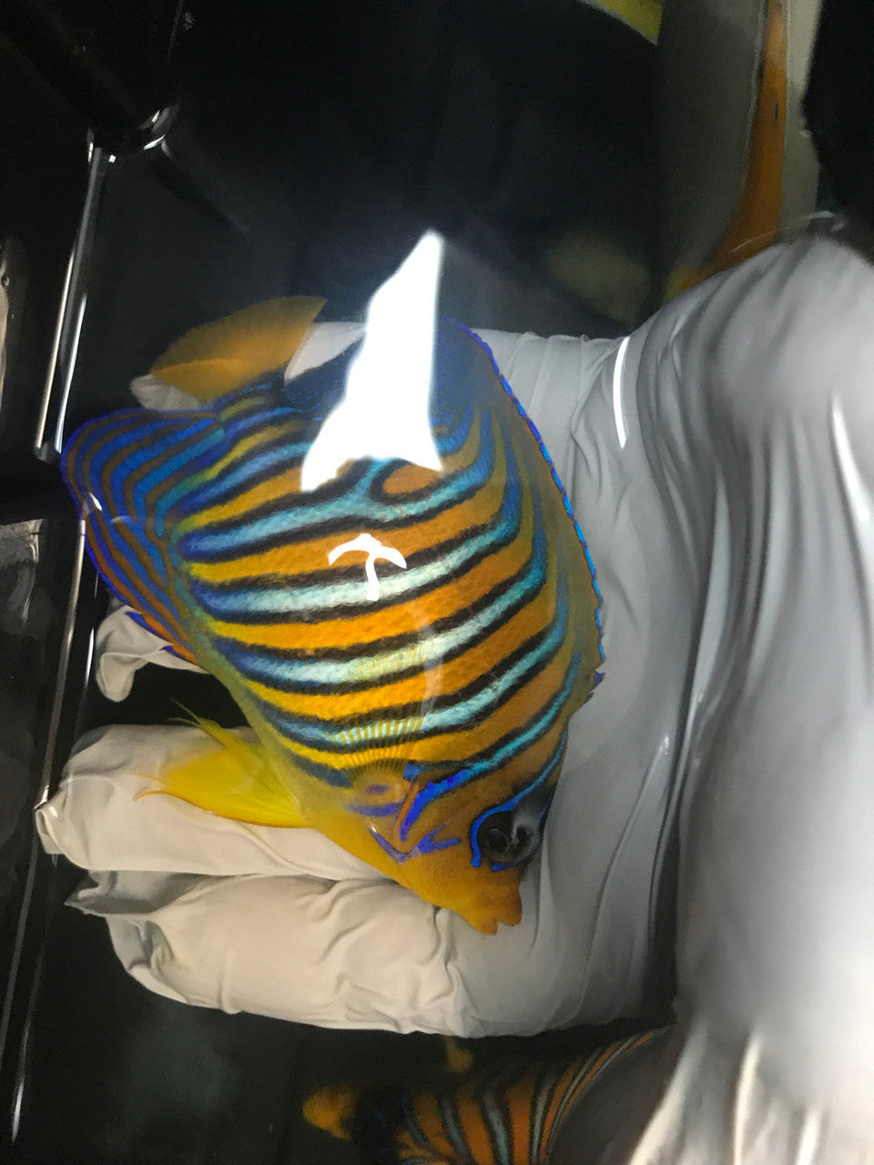 Regal Angel (True Red Sea)-3" sub adult Misbar