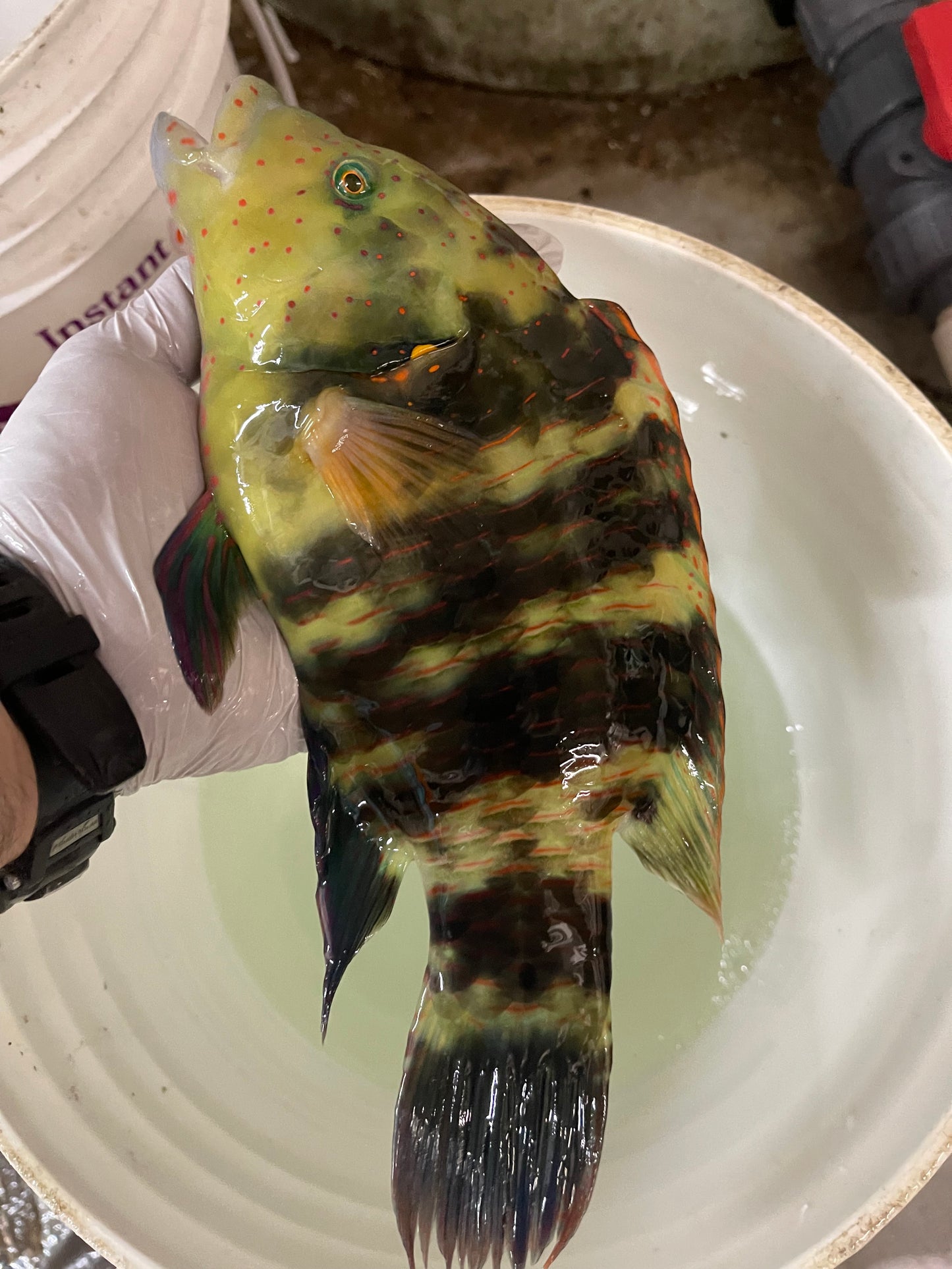 Broomtail Wrasse (Red Sea) | Cheilinus lunulatus -16-18"