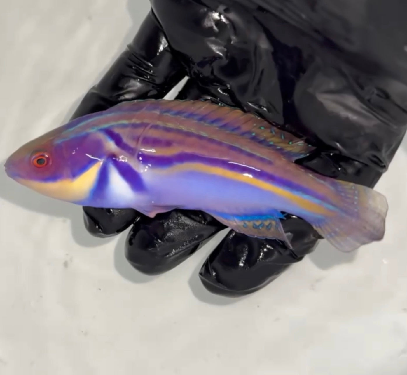 Labouti Wrasse-5” Supermale