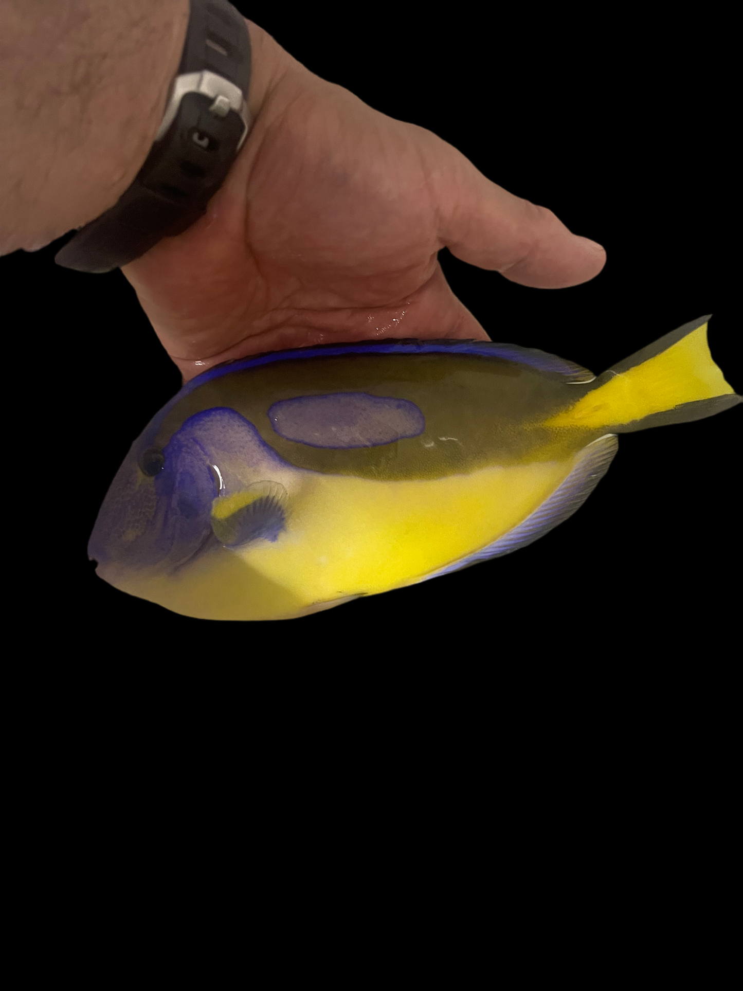 Blue Hippo Tang-Yellow Belly (10")