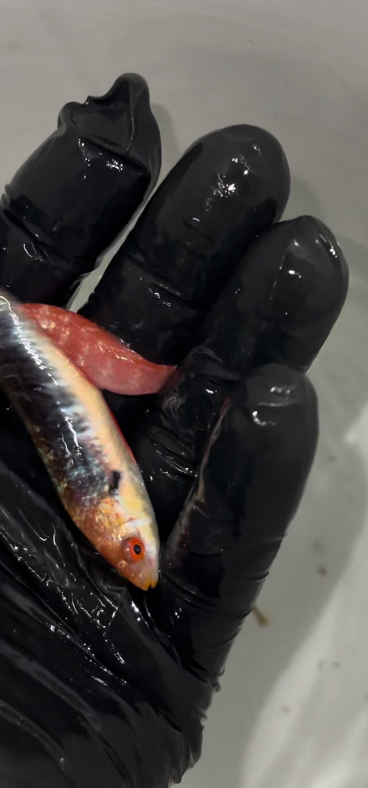 Monsoon Wrasse | Cirrhilabrus hygroxerus (Australia)-Male