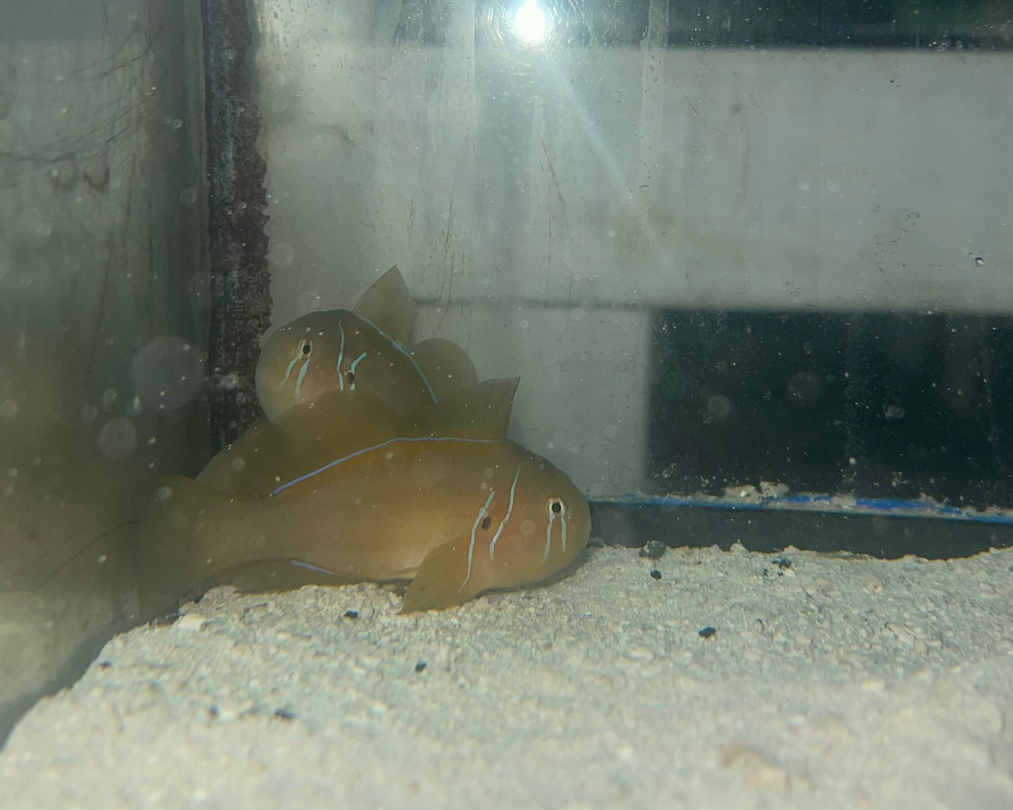 Yellow Citron Goby