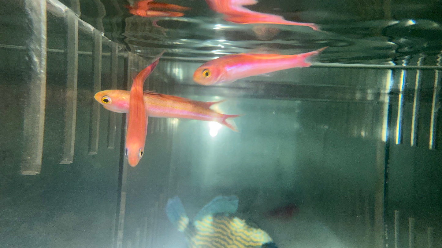 Splitfin Anthias (Luzonichthys whitleyi)