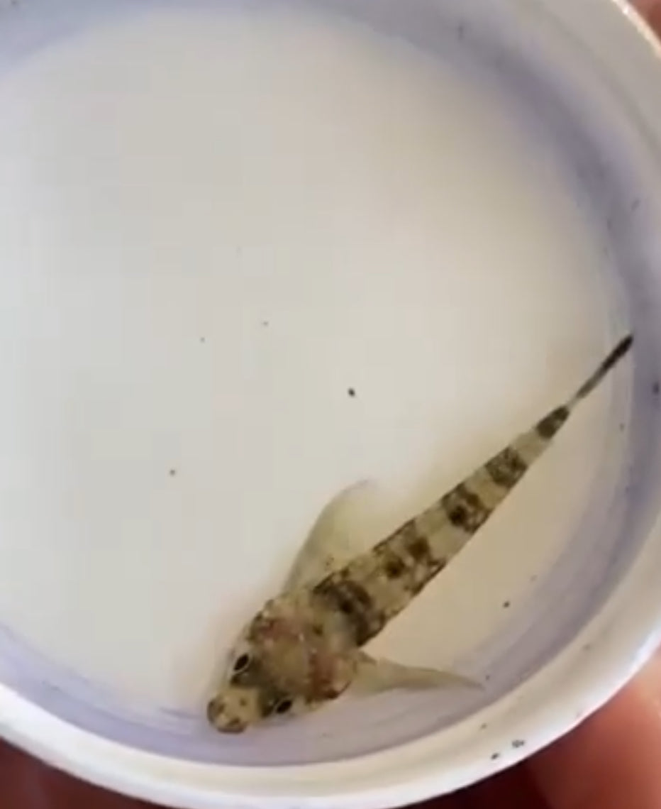 Black faced blenny (Tripterygion delaisi)
