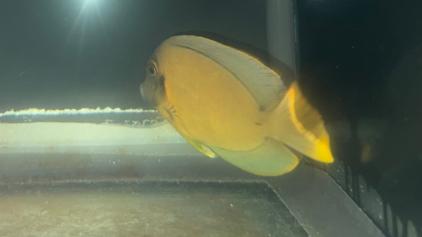 Chocolate Tang (4-5")