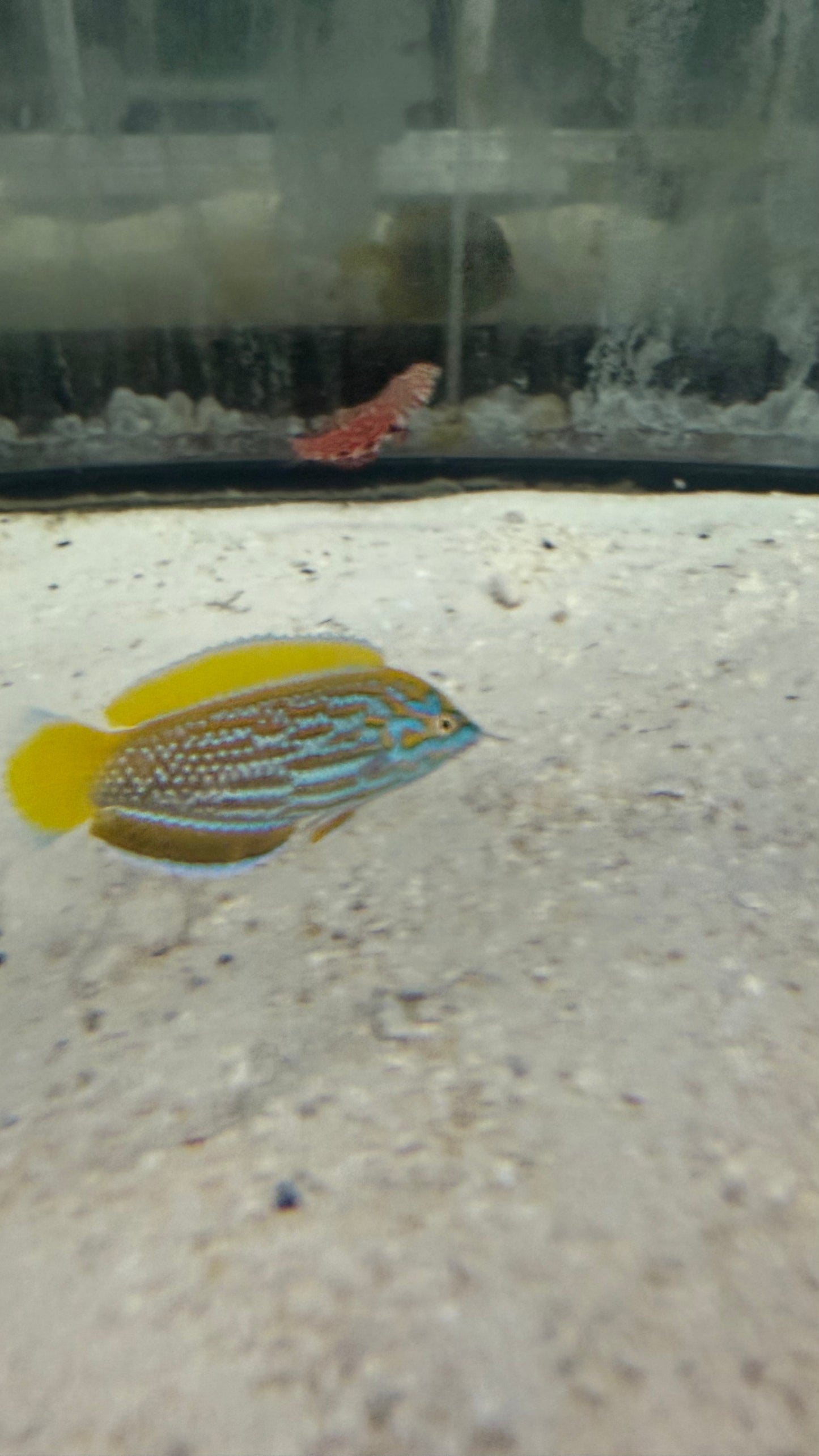 Lennardi Wrasse (3-4")