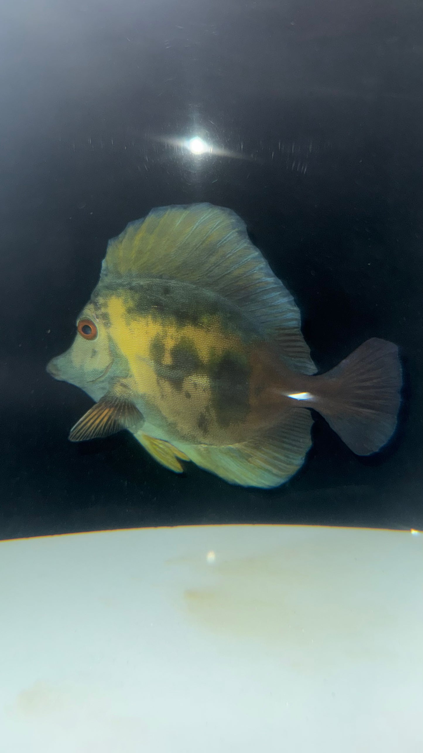 Blue Face Koi Scopas Tang wysiwyg #1 (4-6")