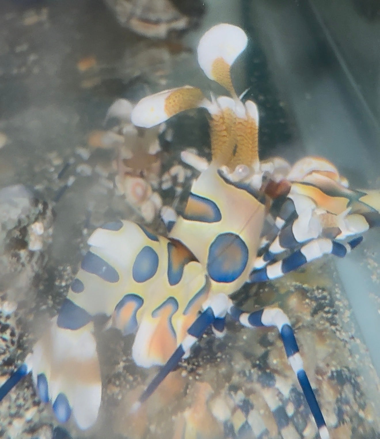 Harlequin Shrimp (XXL Male)