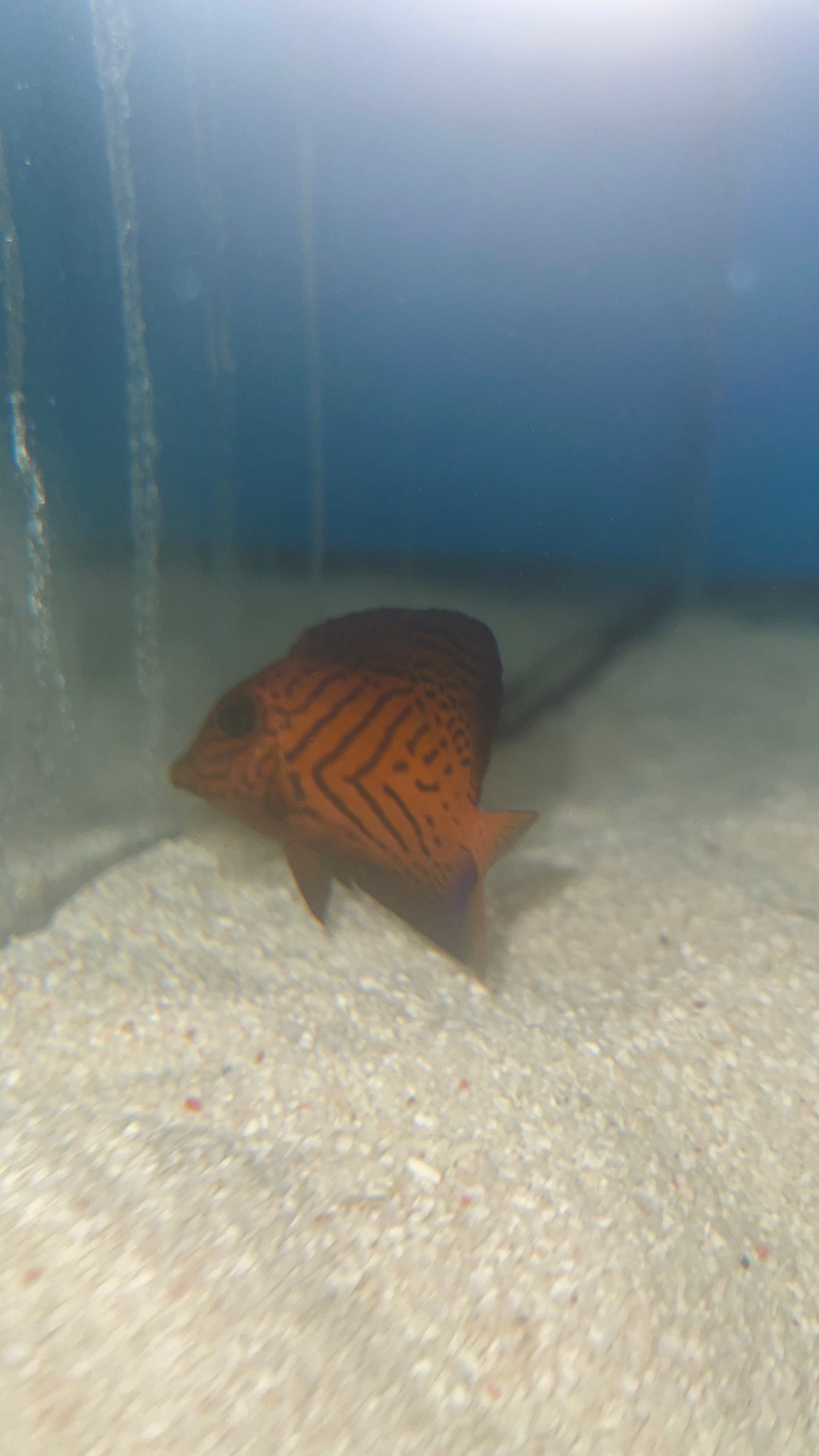 Juvenile Chevron Tang 3”