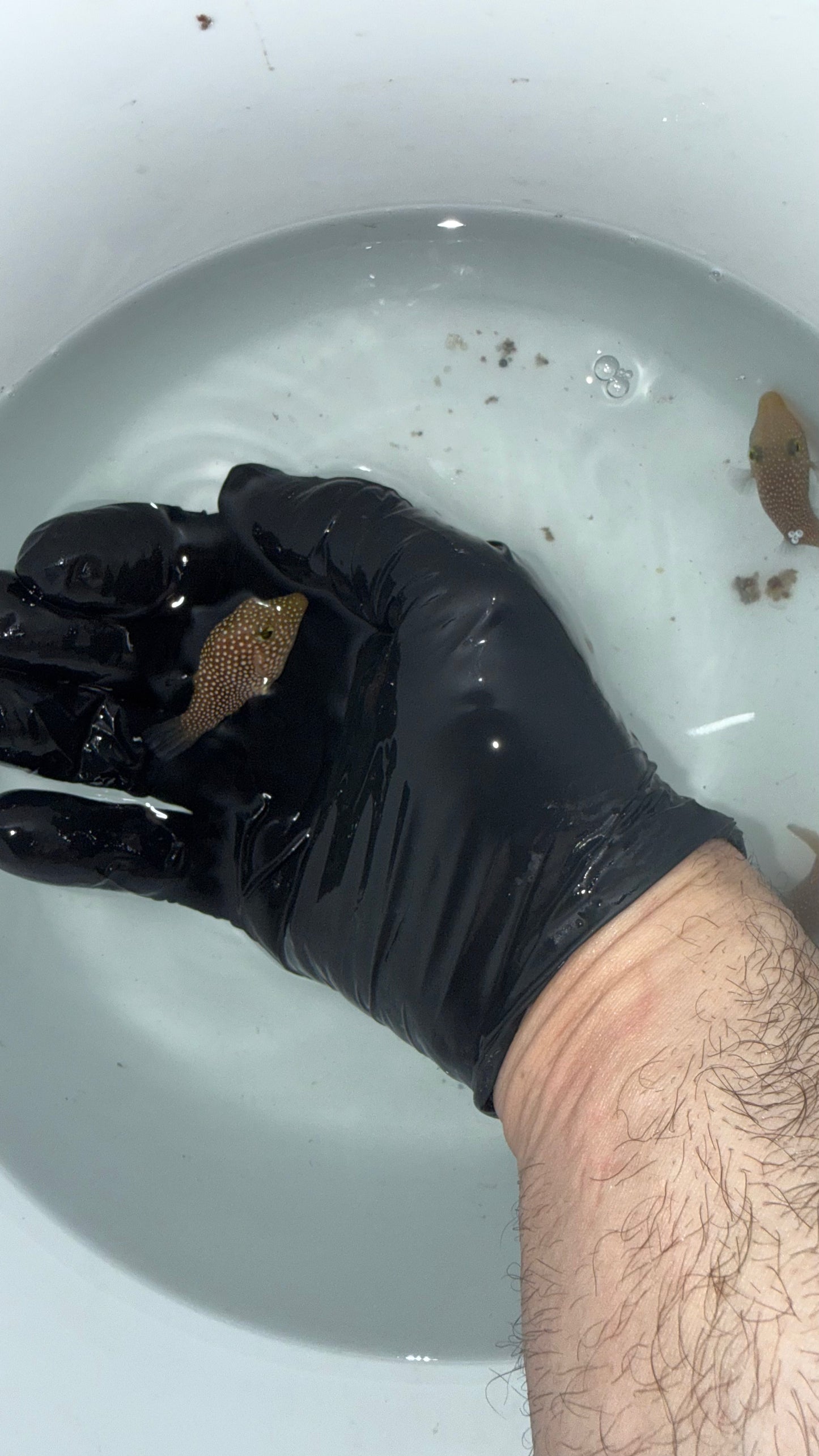 Spotted Sharpnose Puffer | Canthigaster Punctatissumus