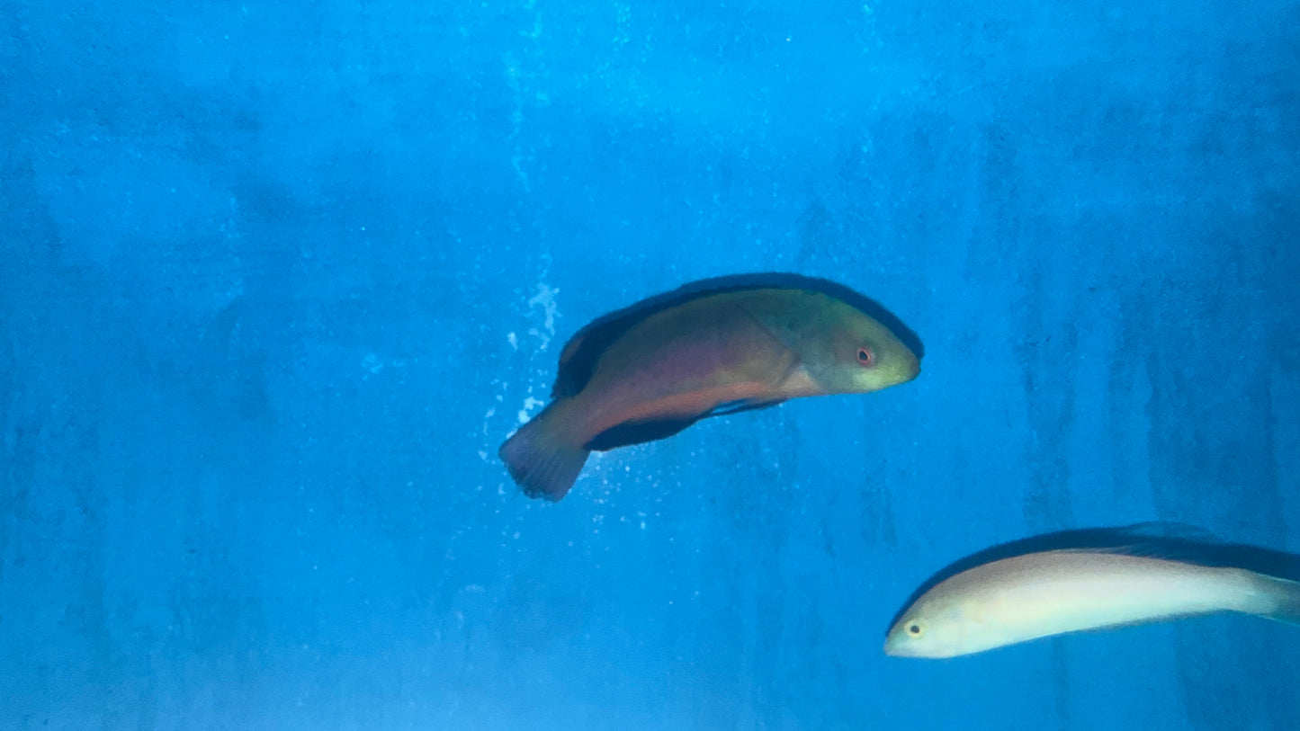 Scott's Fairy Wrasse 4” male Tonga