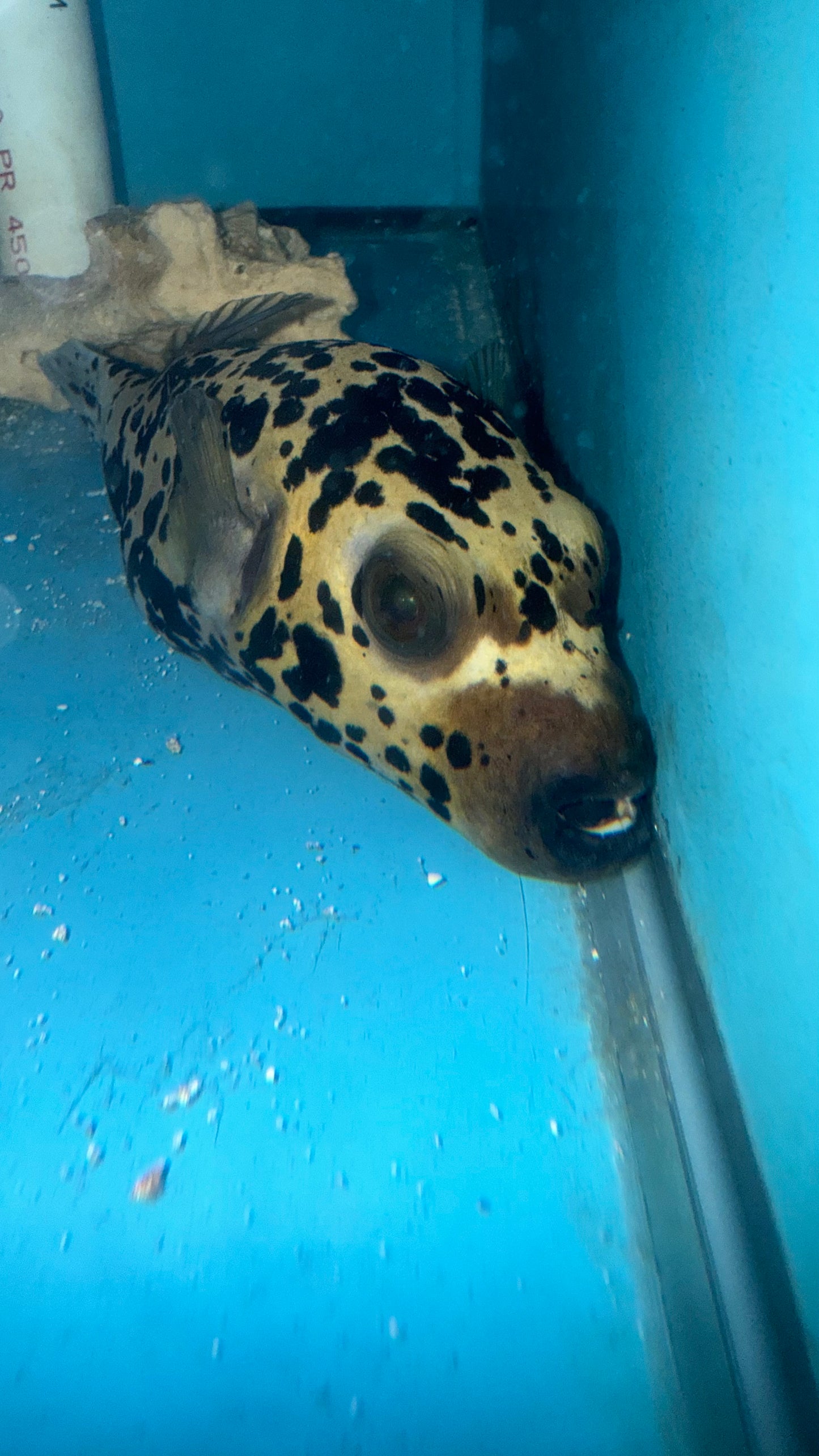 Dalmation (speckled) Dog Face Puffer (4")-#1