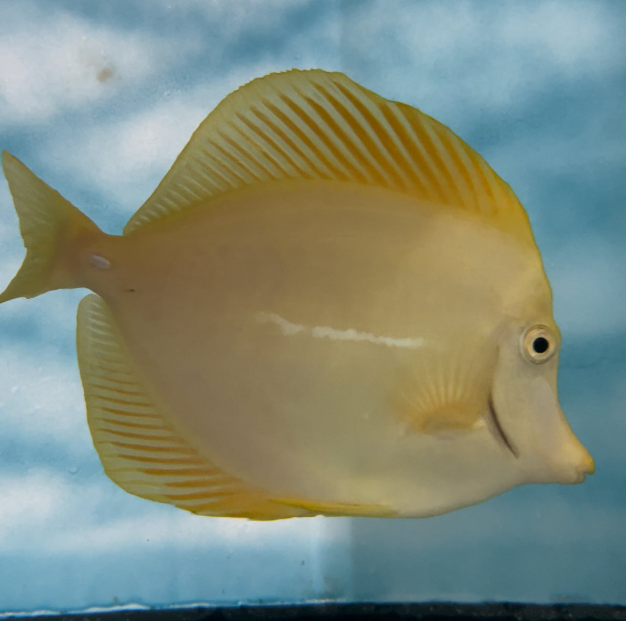 Yellow Tang (Zebrasoma flavescens) 5-6" (Sea of Japan)