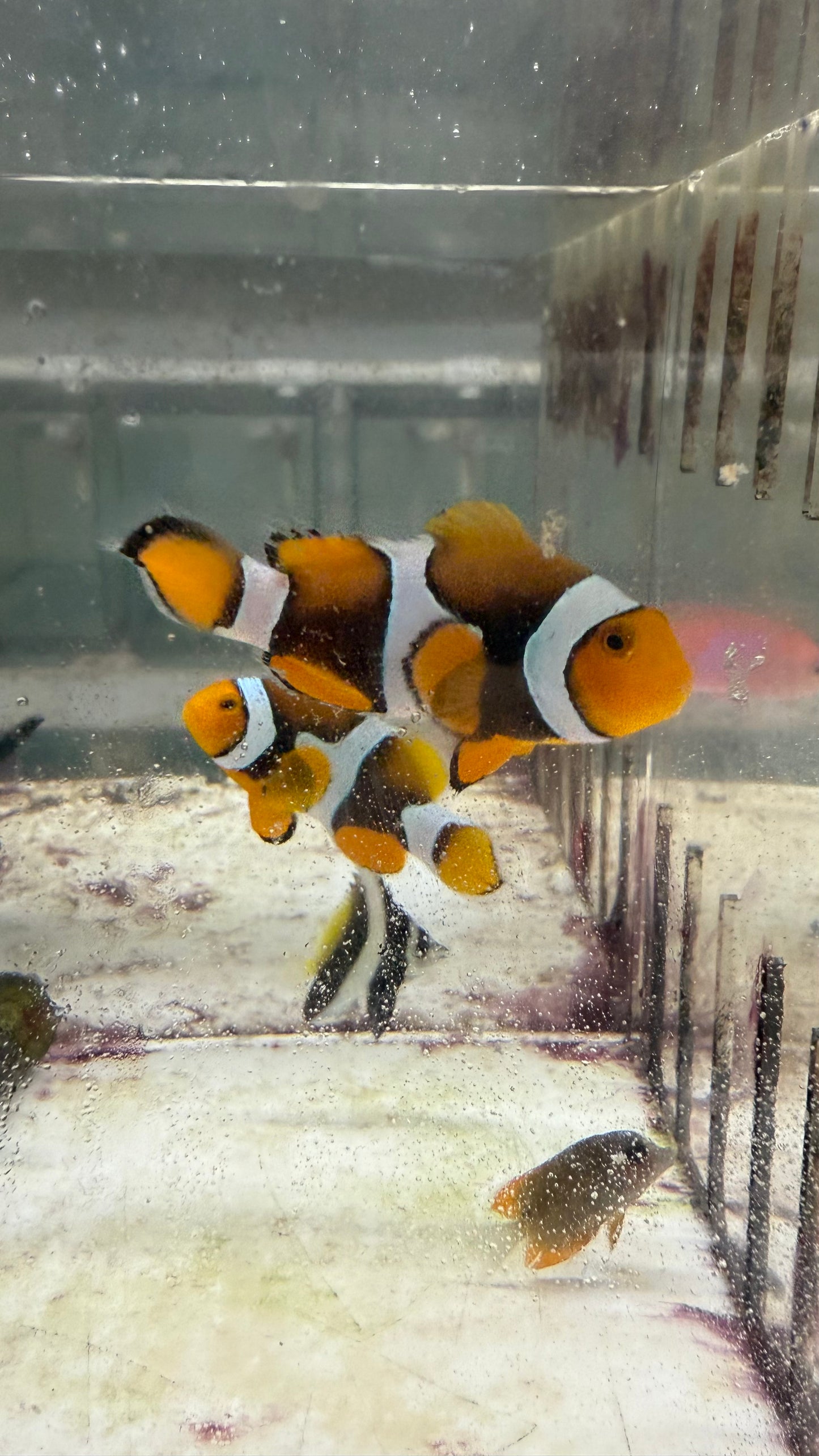 Pair True Percula Clownfish-super black PAIR 3