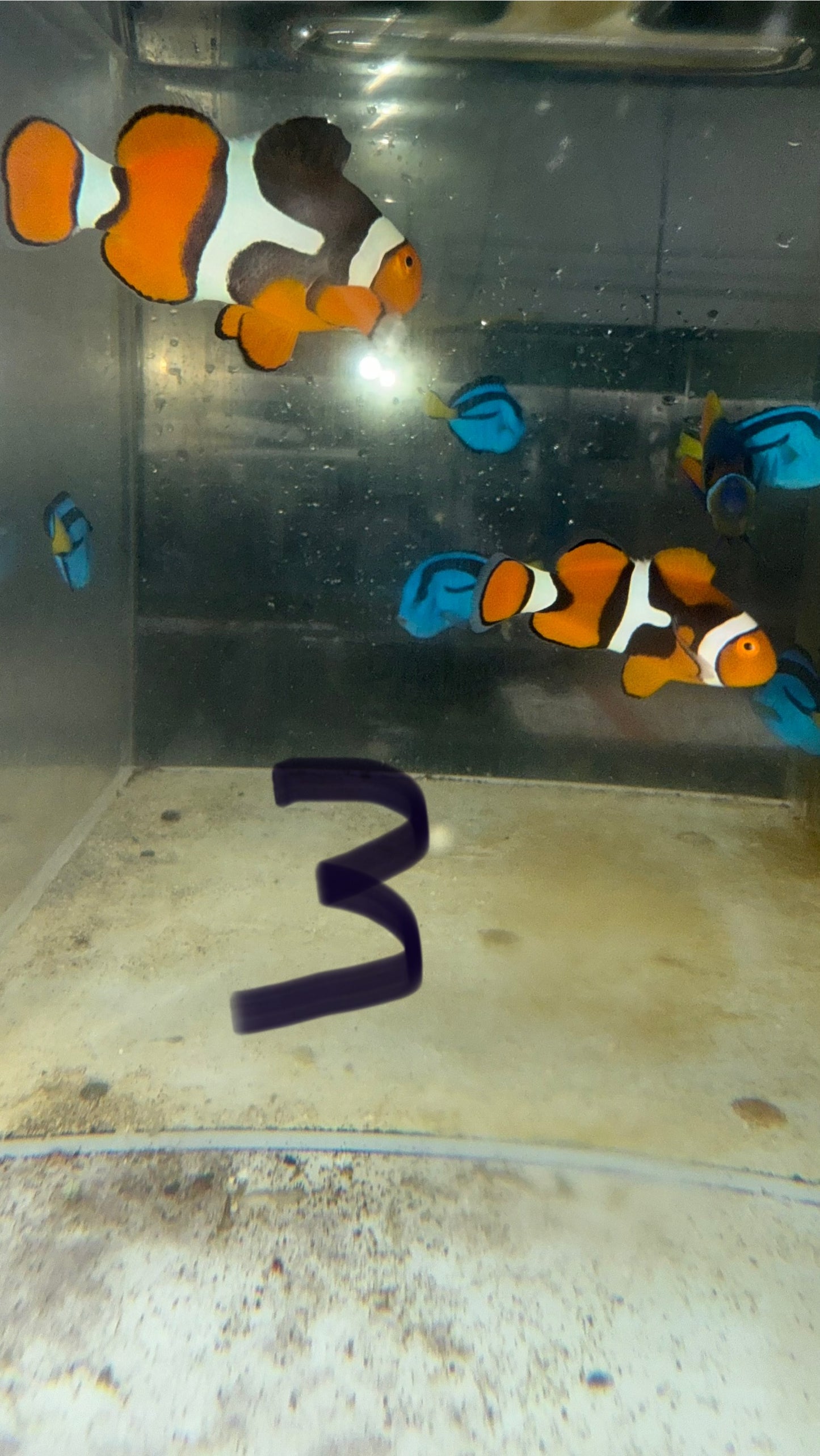 True Percula Clownfish Pair-Solomon Island #3