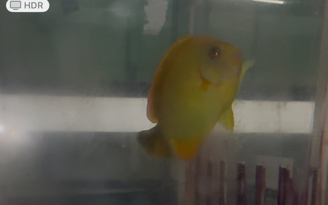 Lemonpeel Hybrid (3" captive bred)