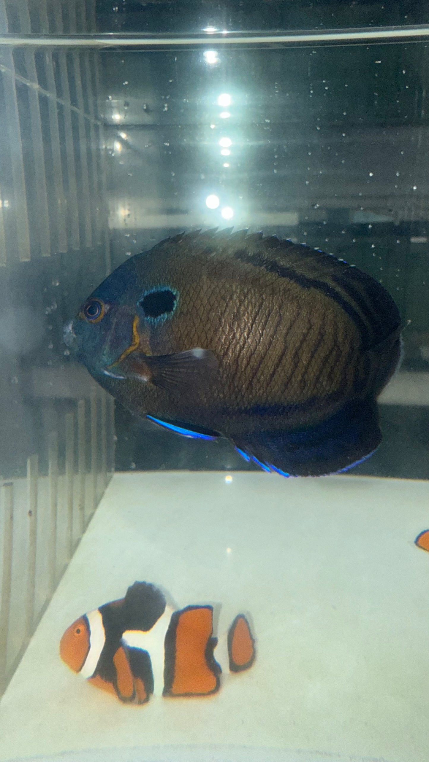 Black Deep Water Coral Beauty Angel