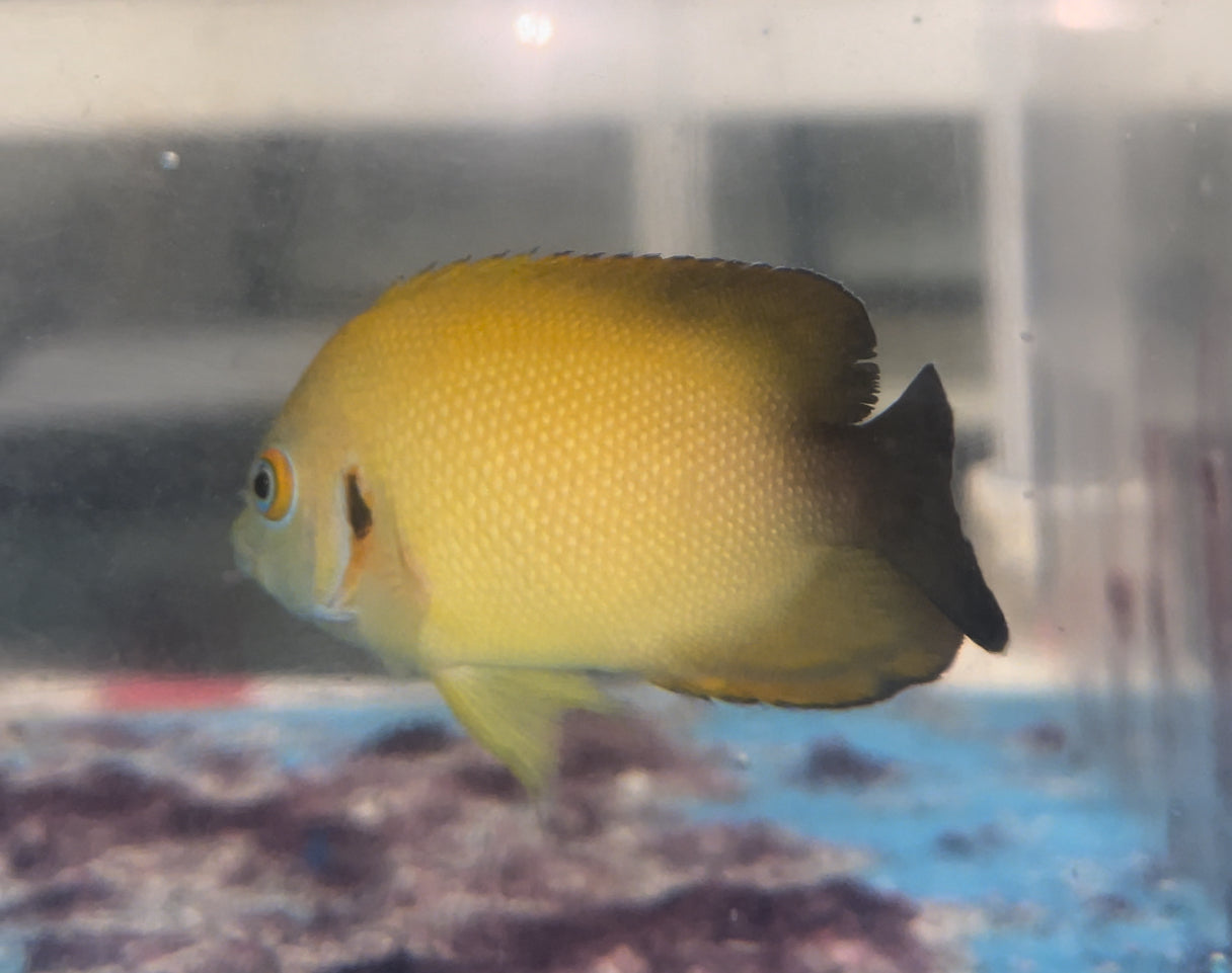 Xanthic Eibli Tigerpyge Angel (2”)