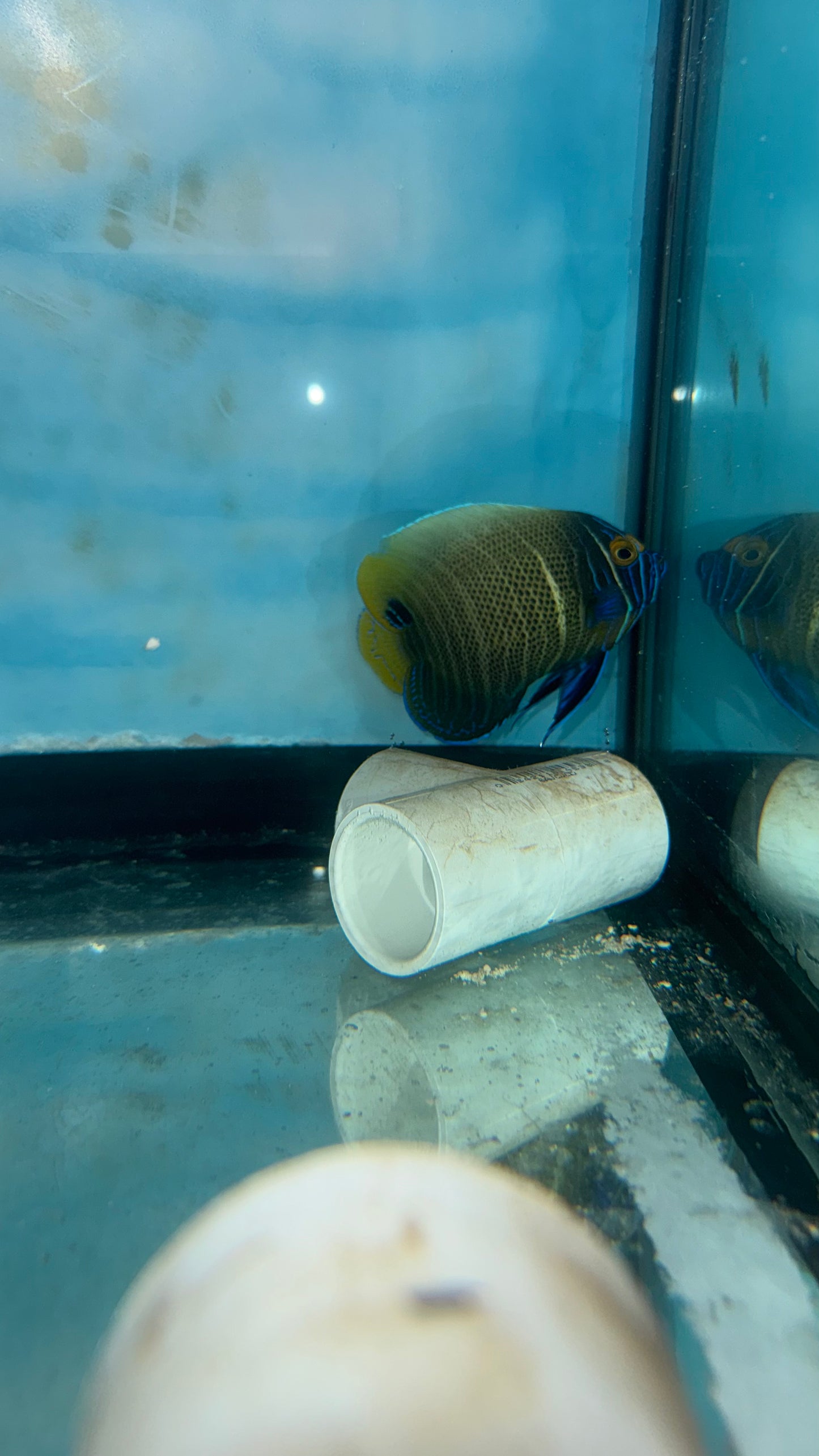 Blue Face Angel HYBRID-4”