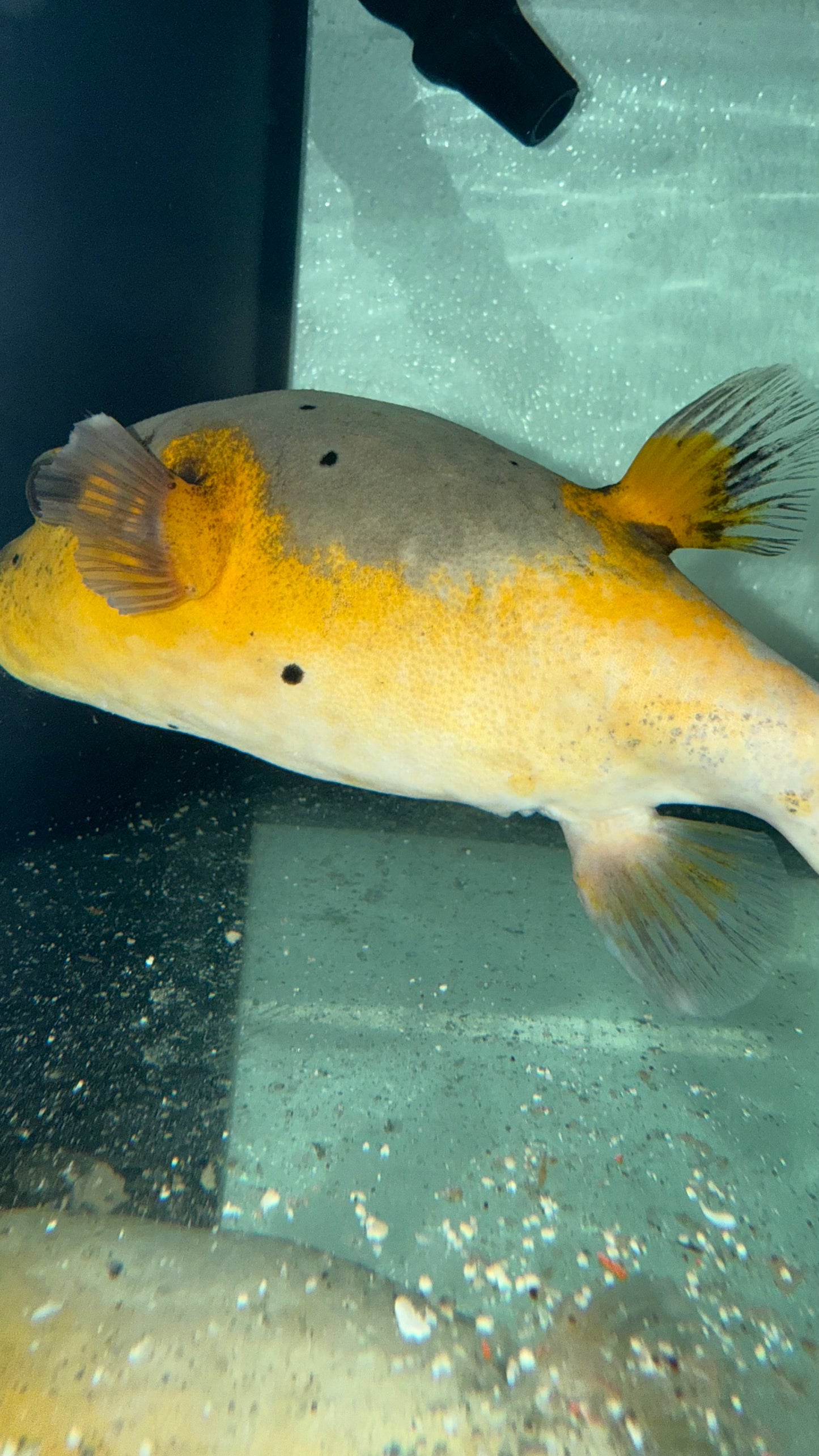 Dog Face Puffer-Yellow Belly (8")