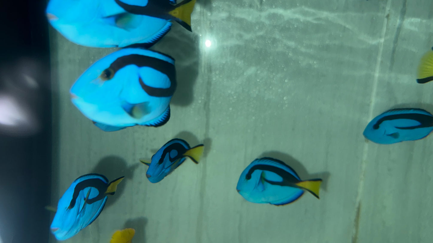 Blue Hippo Tang-M (3-4")