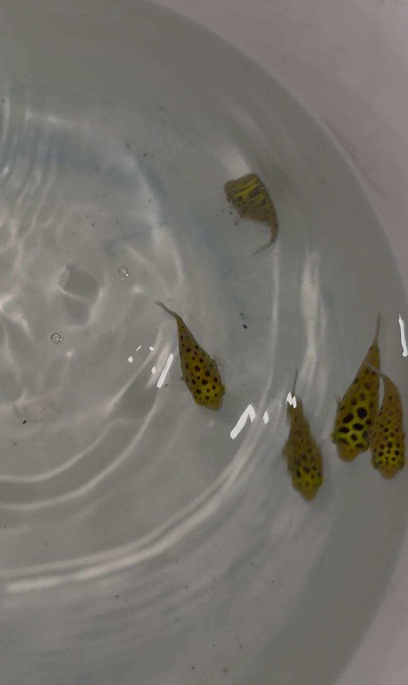 Green Spotted Puffers (Tetraodon nigroviridis)