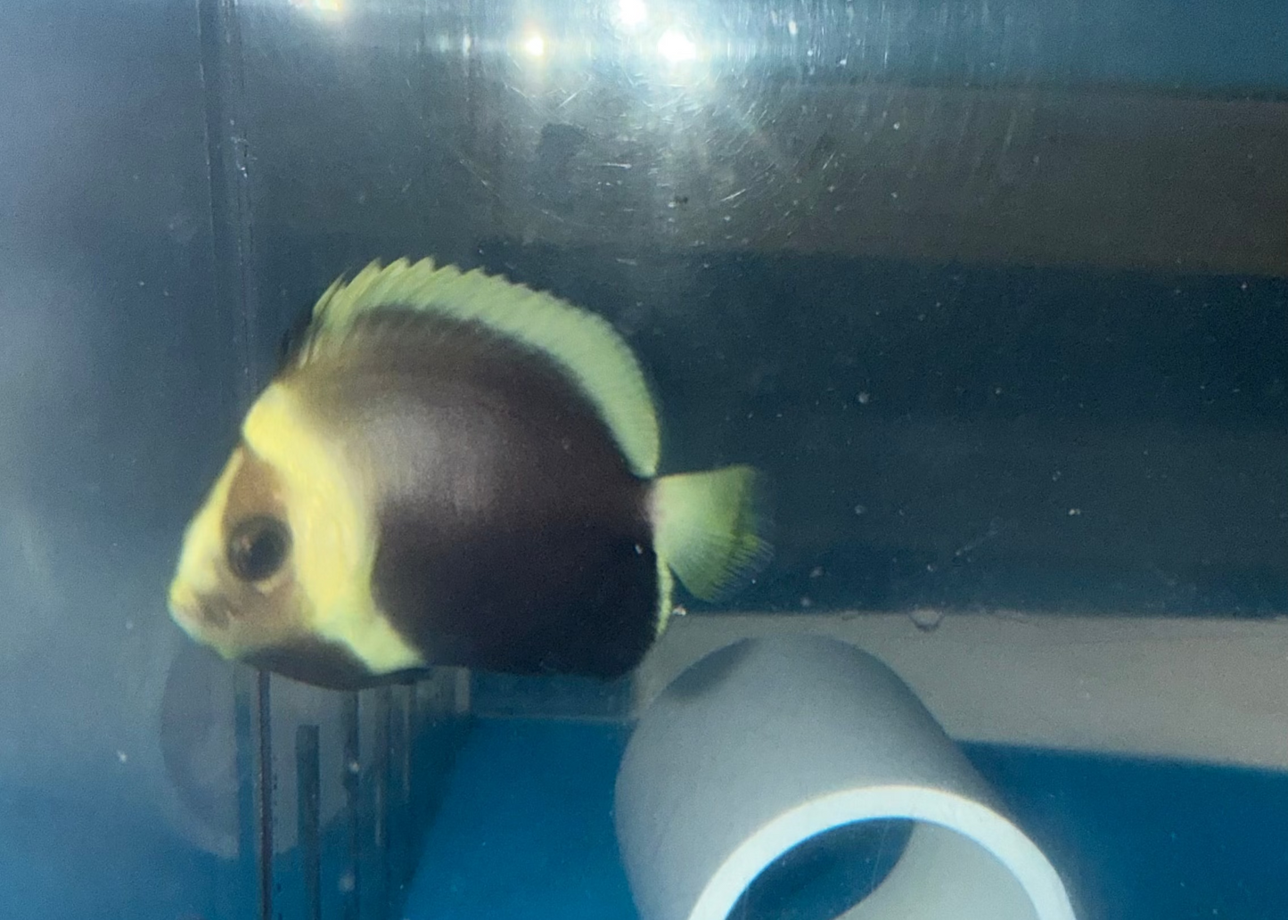 Black Phantom Angel-2" Captive Bred