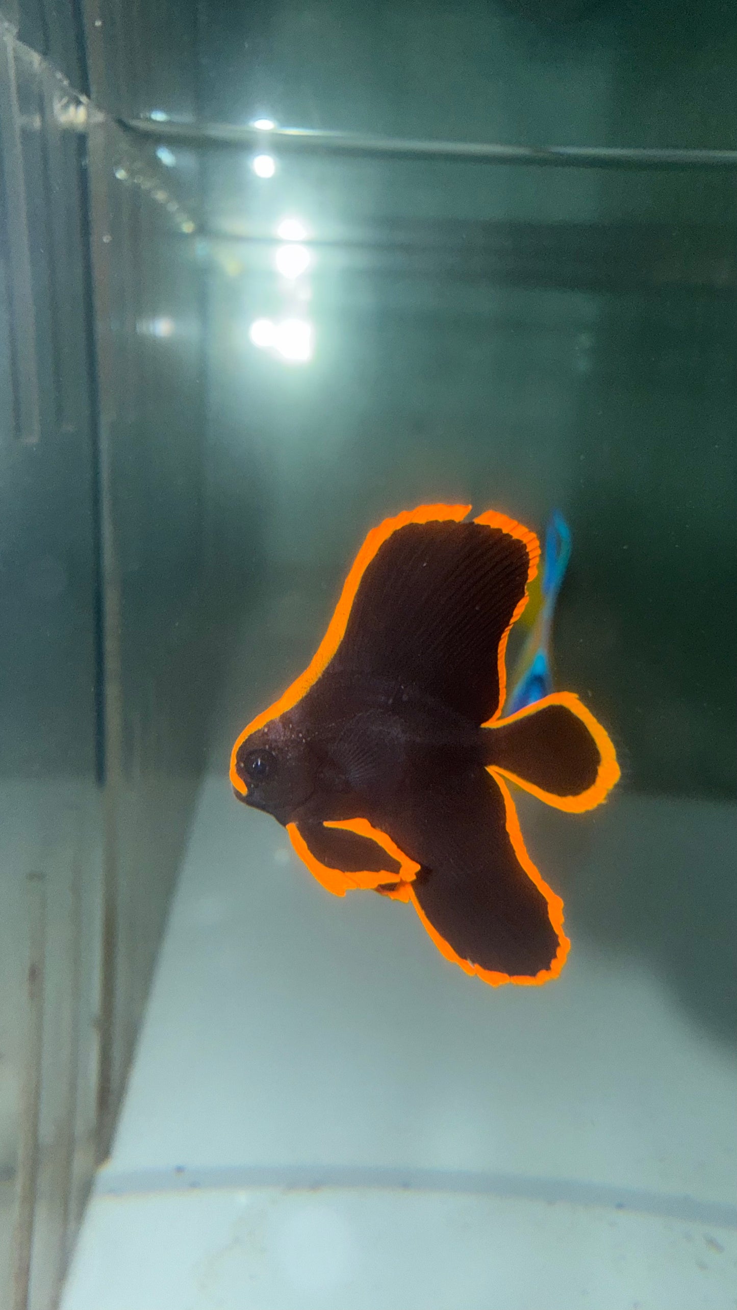 Juvenile Pinnatus Batfish