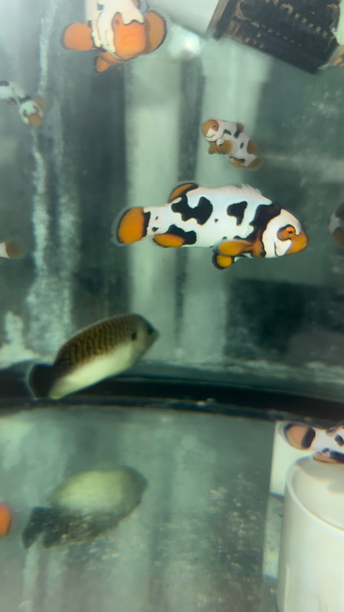 Helmet Picasso Clownfish 3-5cm