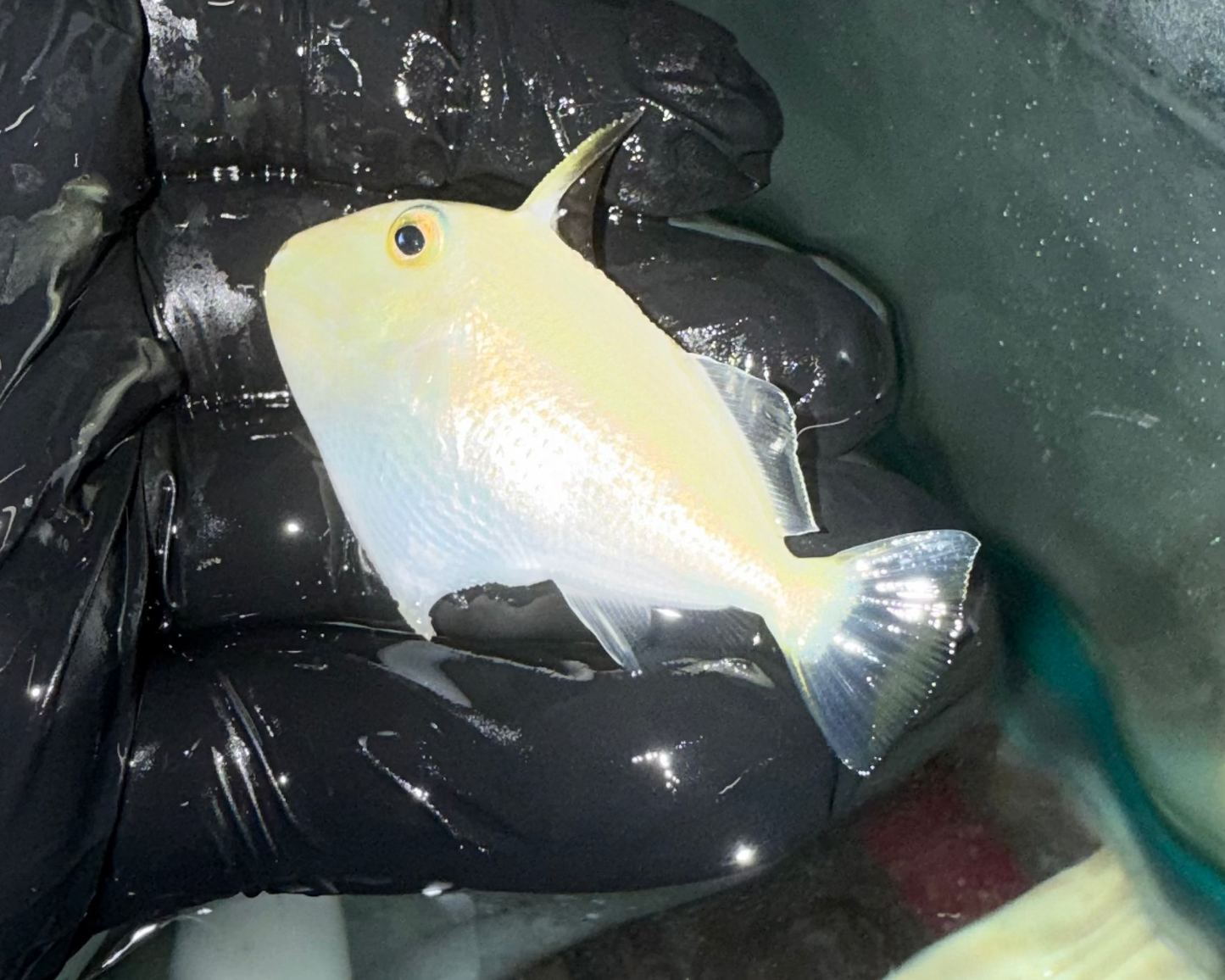 Juv Goldenback Trigger-2" | Xanthichthys caeruleolineatus