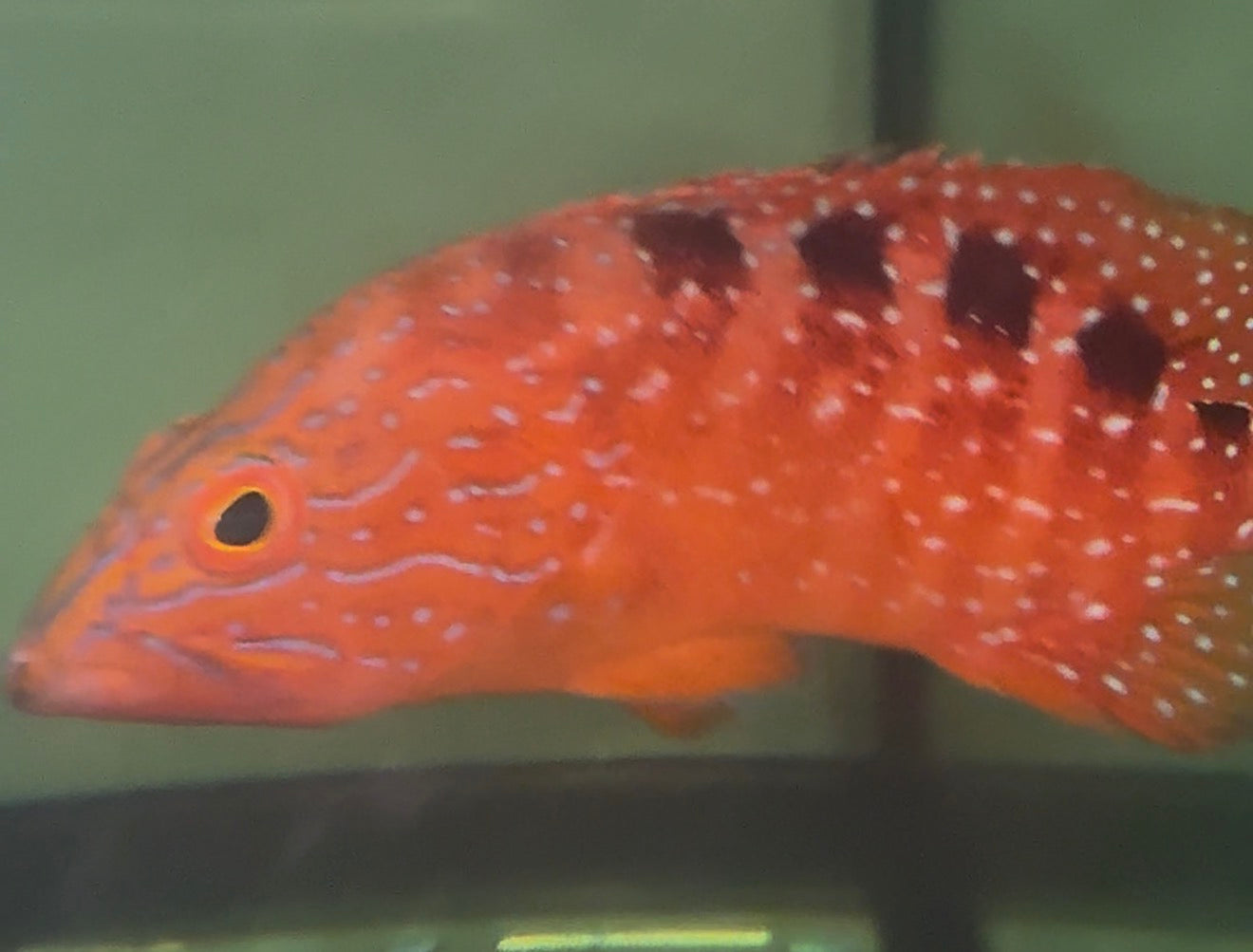 Six Banded Saddle Grouper | Cephalopholis sexmaculata-7”