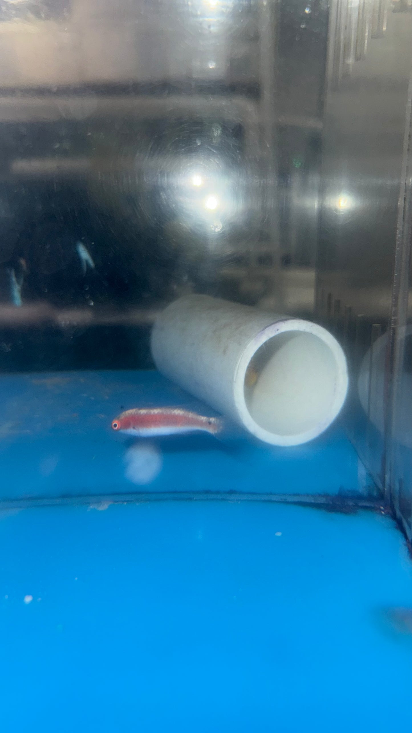 Balteatus (Girdled) Fairy Wrasse-Female