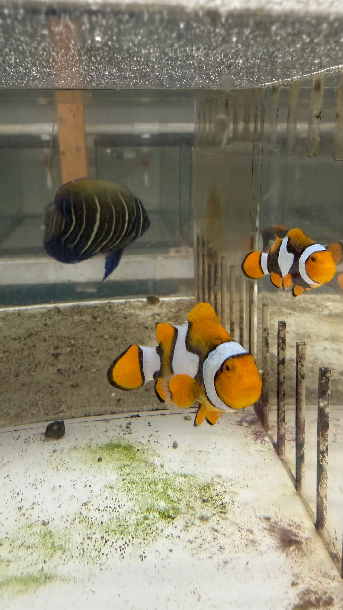 True Percula Clownfish-super black pair (WYSIWYG #1)