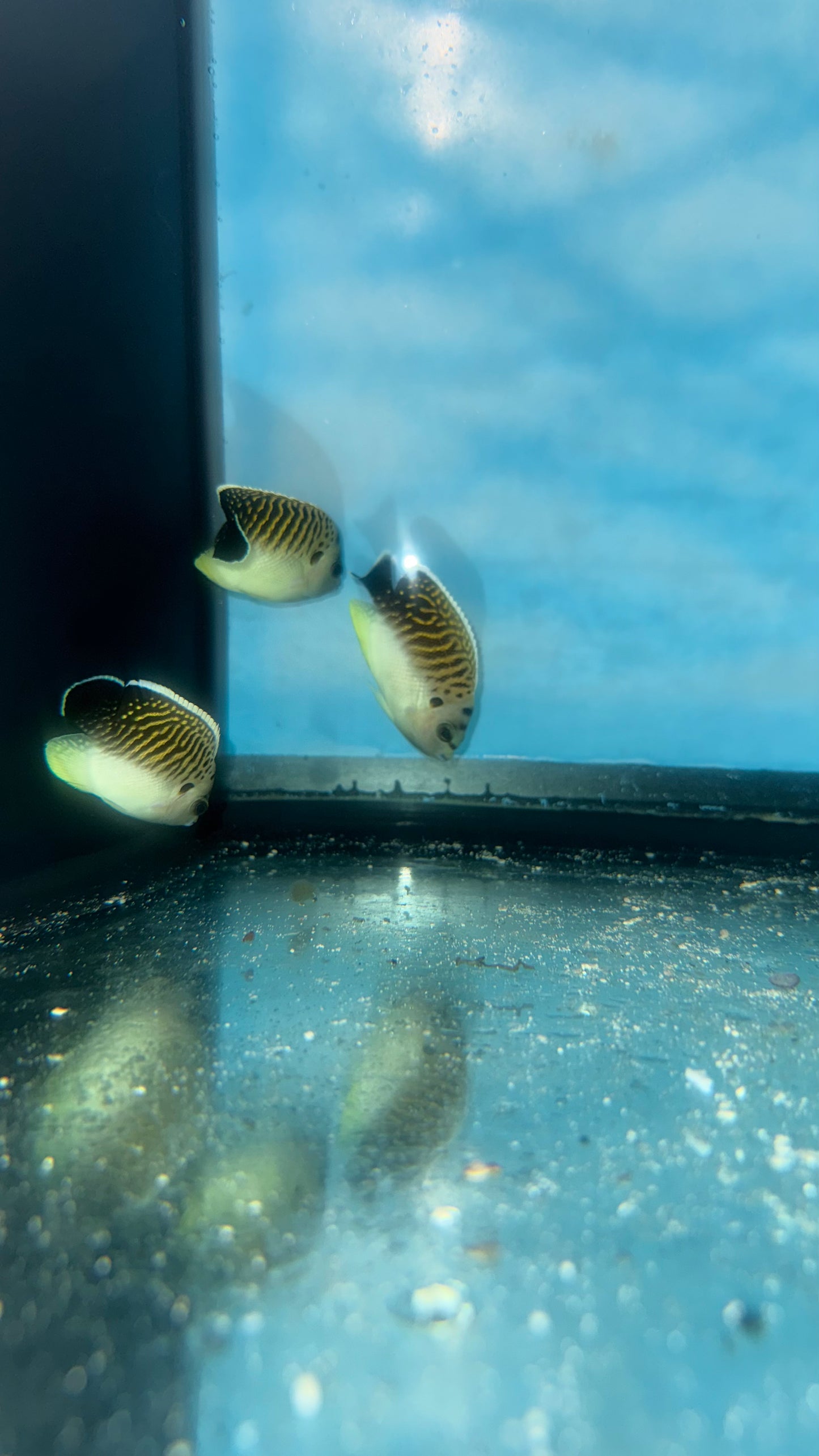 TRIO of Tiger Angelfish (2" juv) (Apolemichthys kingi ) WYSIWYG
