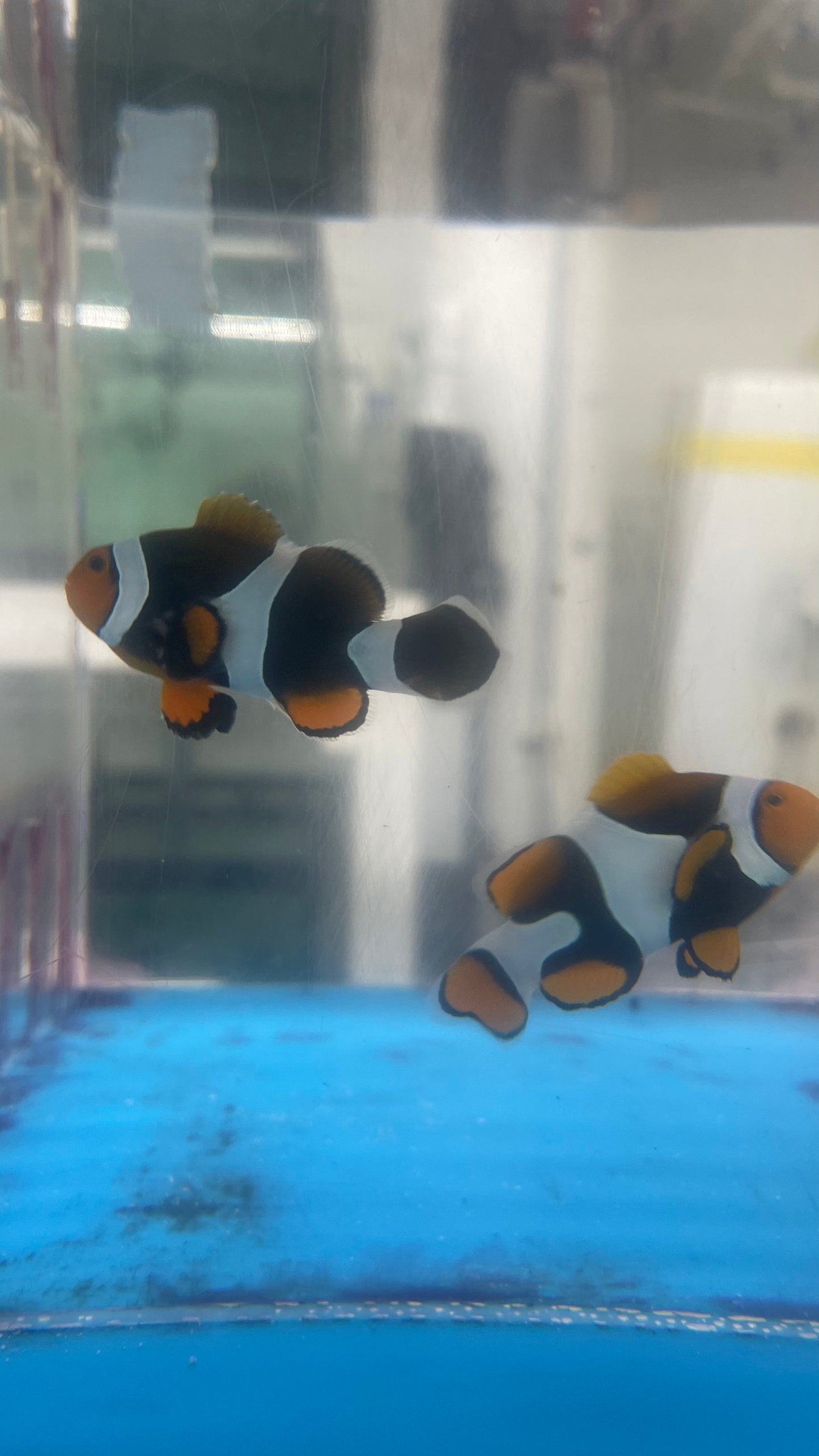 True Percula Clownfish-super black pair (WYSIWYG #5)