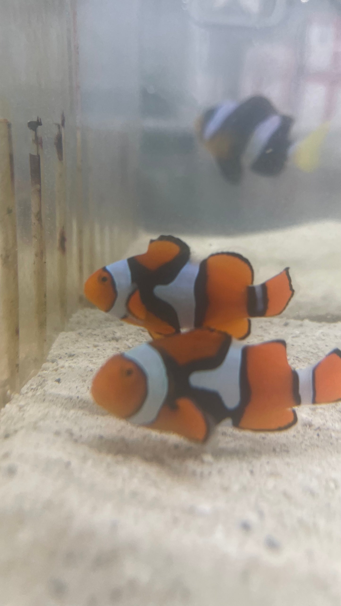 True Percula Clownfish Pair-Solomon Island #4