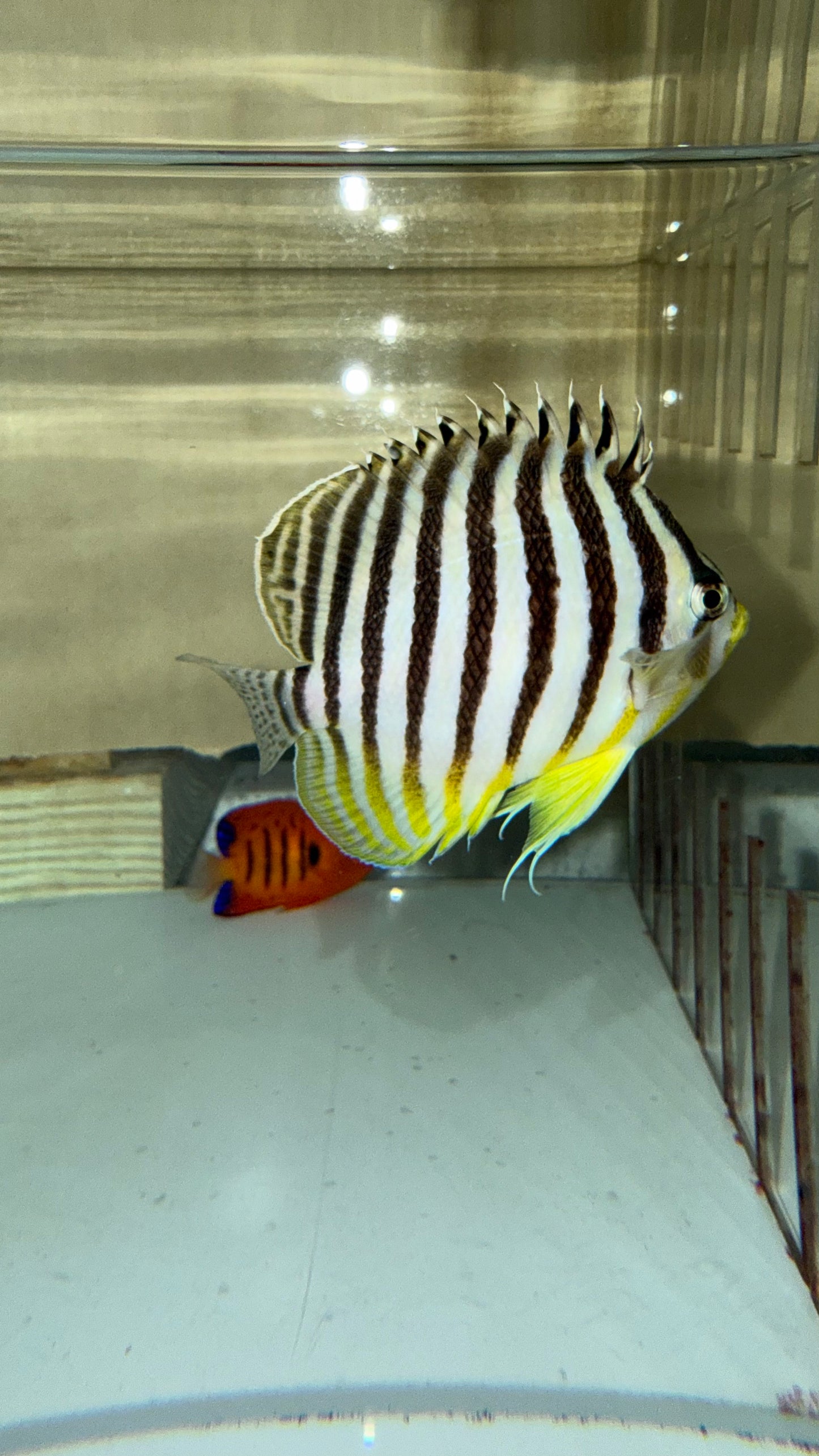 Multi-barred Pygmy Angelfish (2-3")