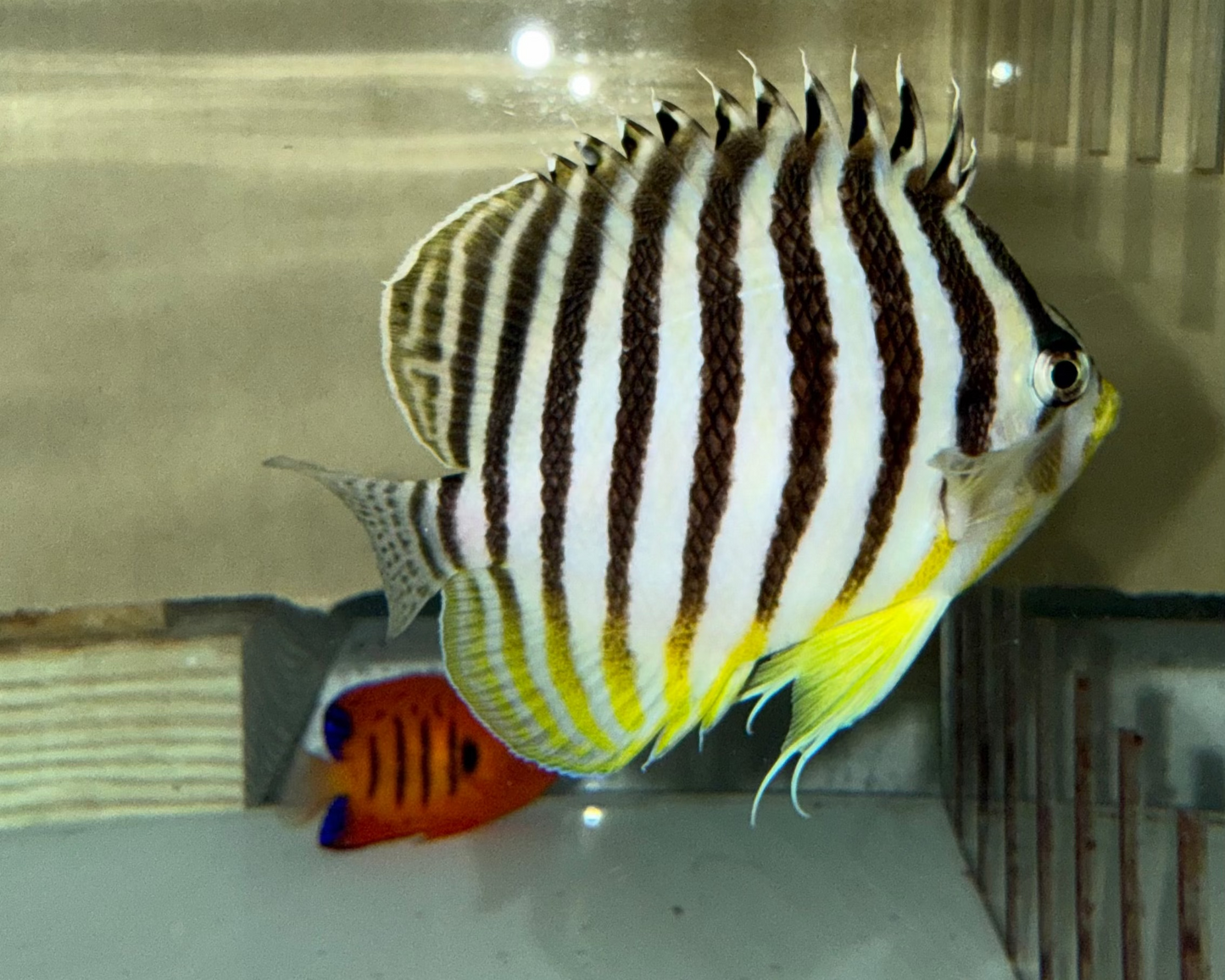 Multi-barred Pygmy Angelfish (2-3")