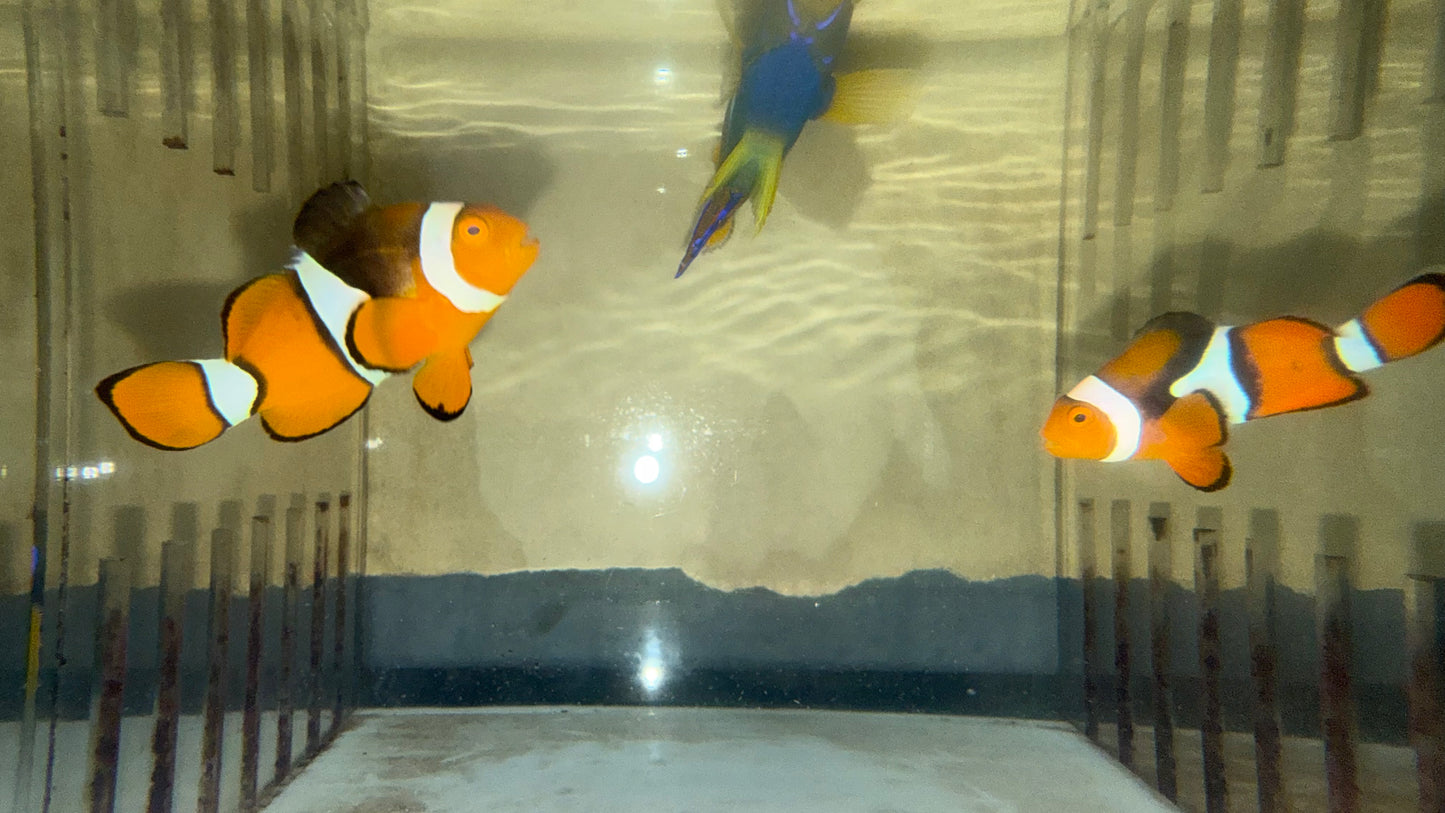 True Percula Clownfish Pair-Solomon Island wysiwyg #3