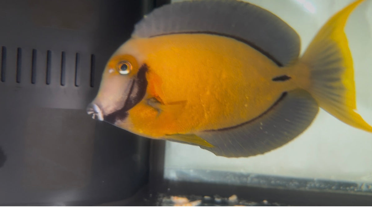 Chocolate Tang (7” male)