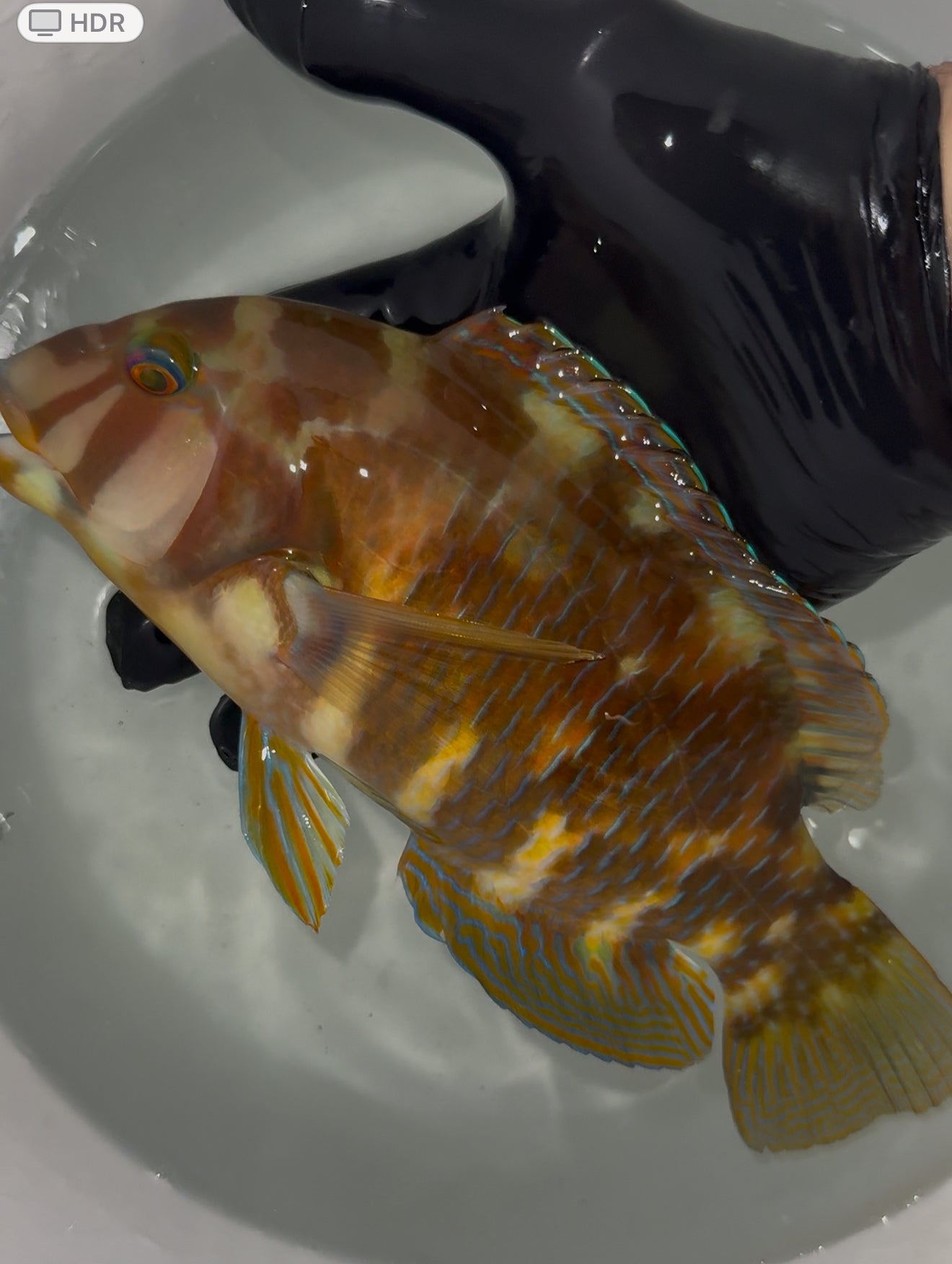 Australian Graphic Tuskfish-Choerodon graphicus (12")