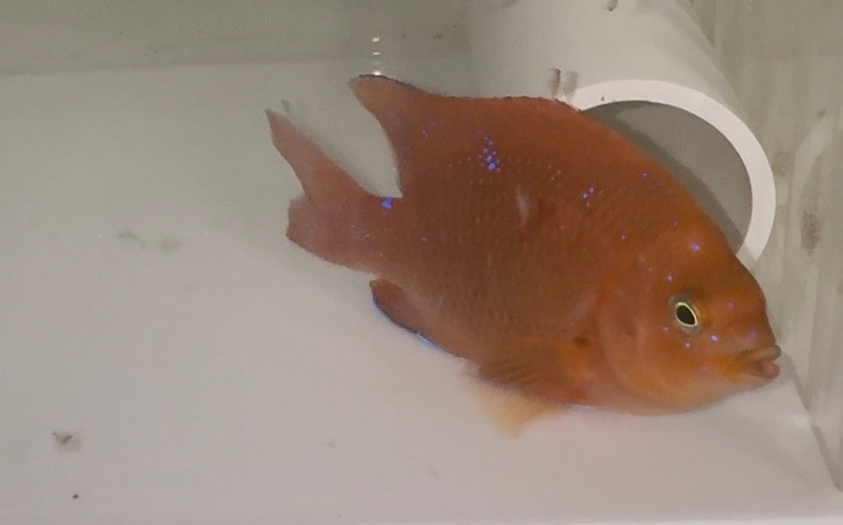 Garibaldi (4-6”)