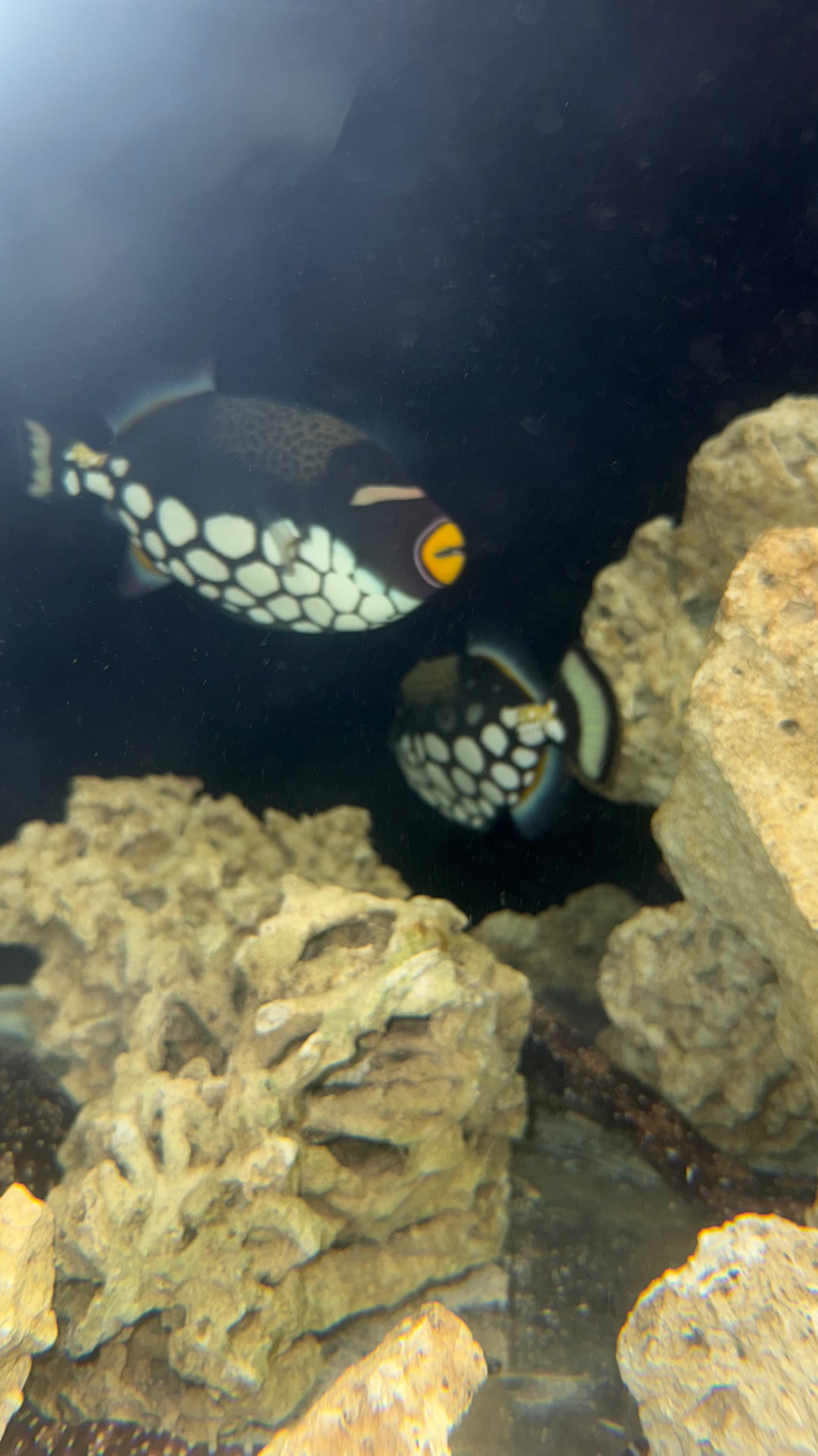 Clown Trigger | Balistoides conspicillum (PAIR-8-9" EACH)