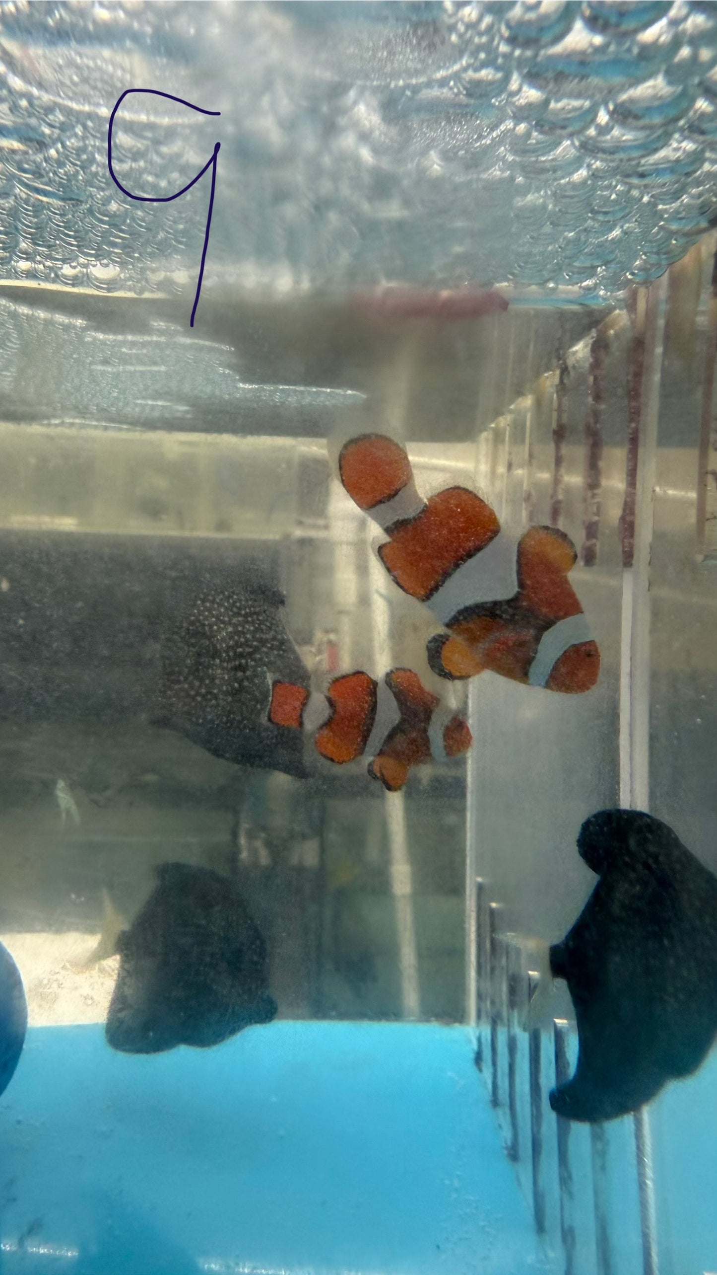 Pair True Percula Clownfish-super black -PAIR 9