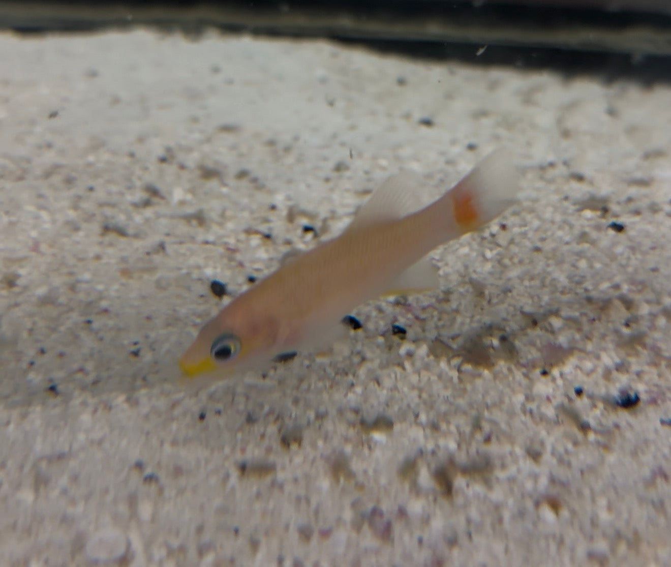Red Tail Basslet (NEW SPECIES )| Liopropoma sp