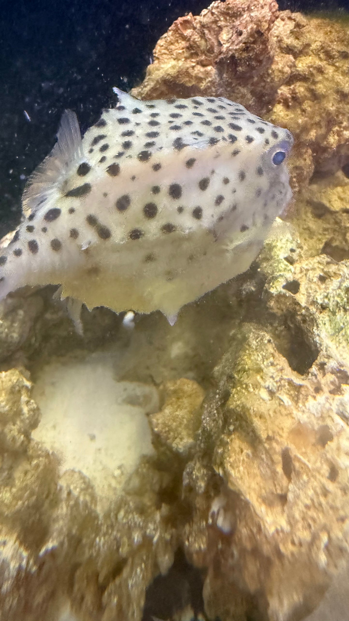 Itomaki Boxfish | Kentrocapros aculeatus