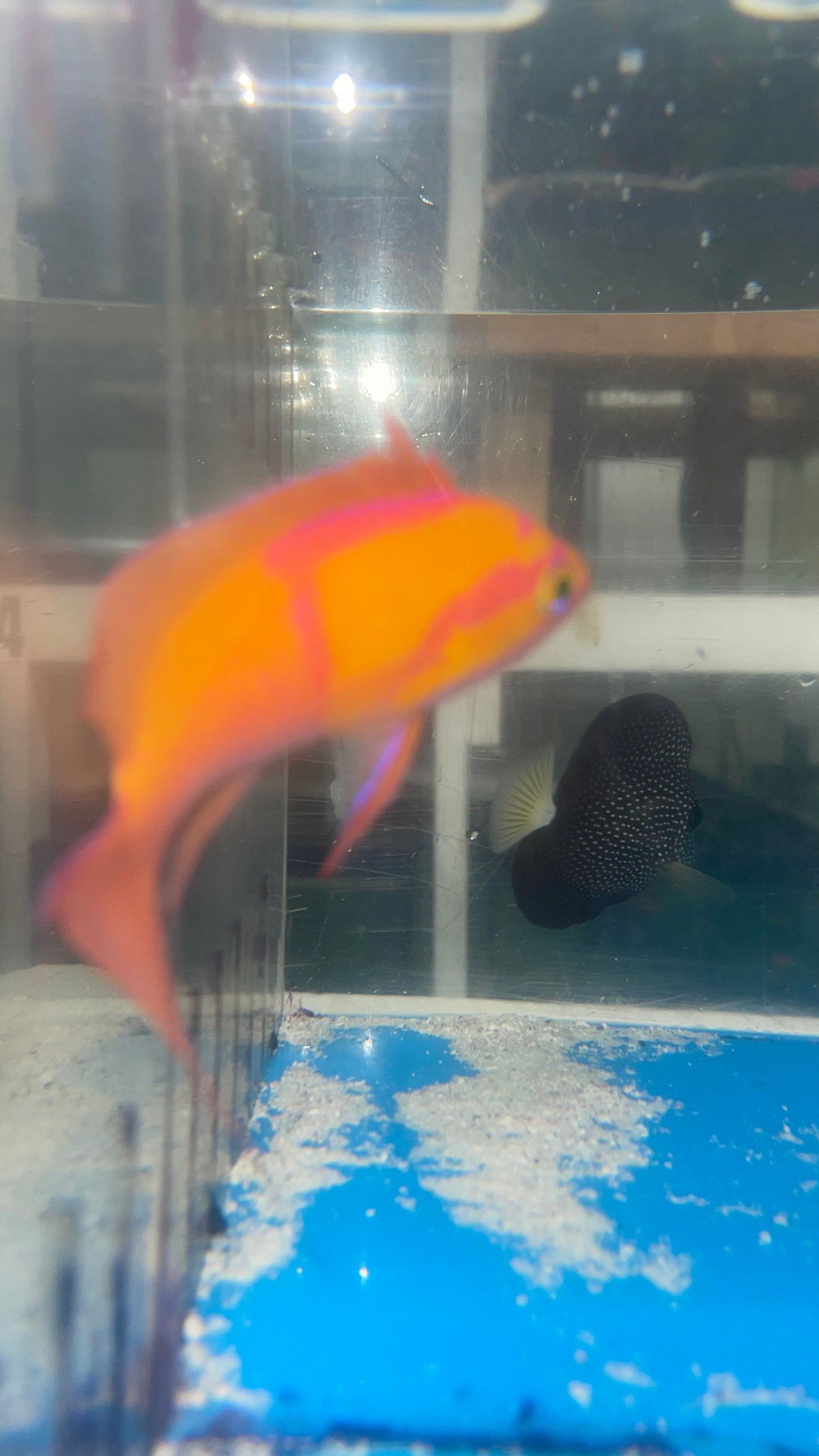 White Bar Anthias | Pseudanthias Leucozonus