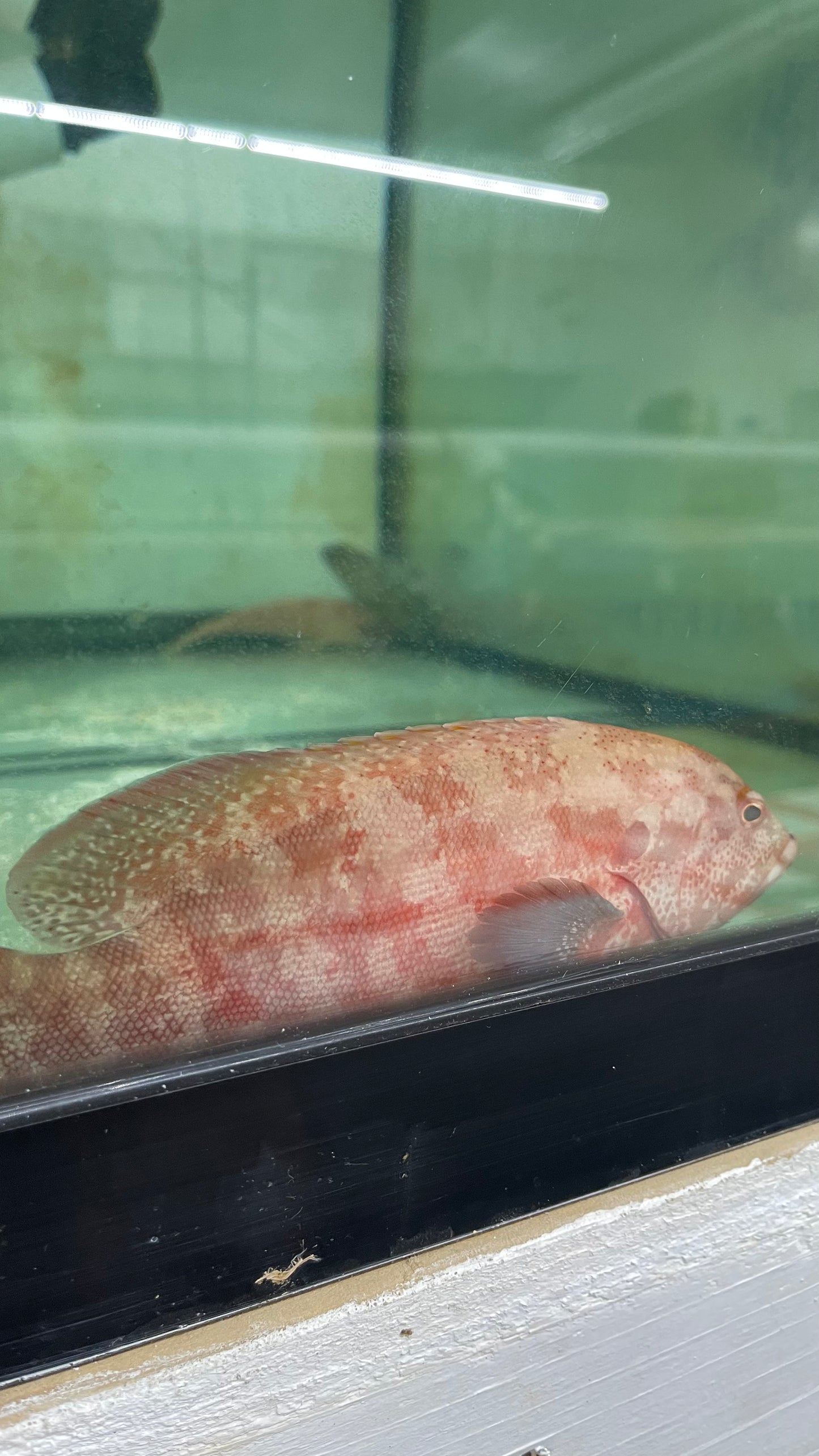 African Red Grouper | Cephalopholis Taeniops  7-8”