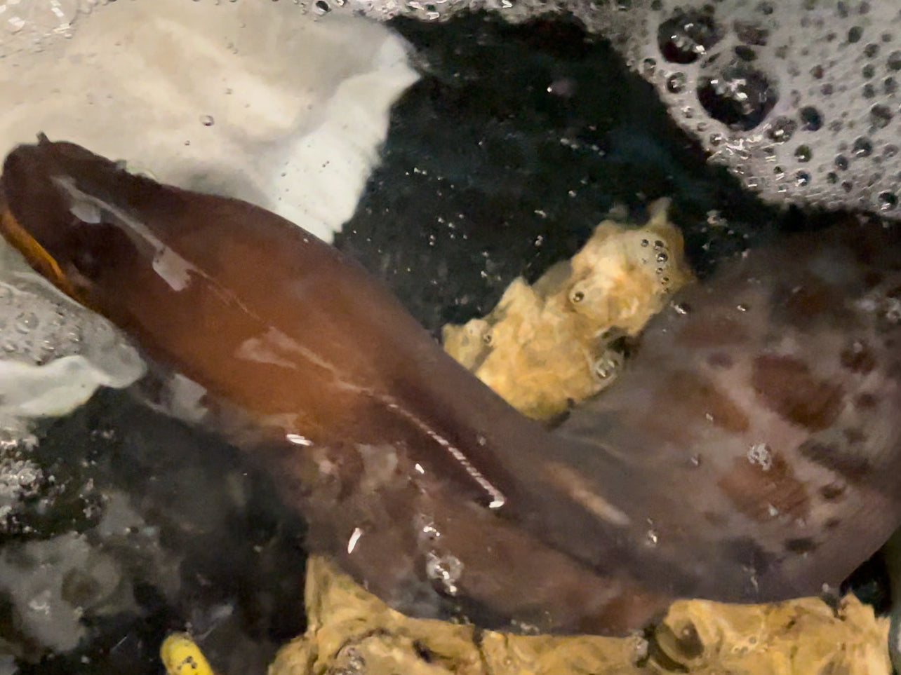 Stout Moray | Muraena robusta-24”+